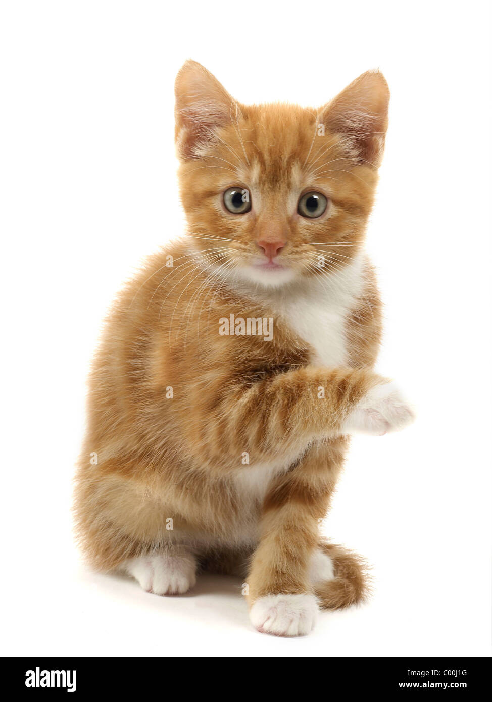 A ginger kitten with a raised paw Stock Photo Alamy