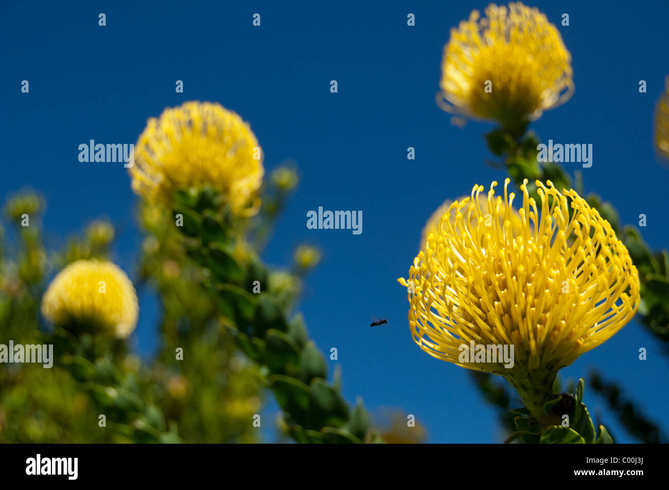 South Africa, Cape Town, Kirstenbosch National Botanical Garden. Yellow pincushion protea. Stock Photo