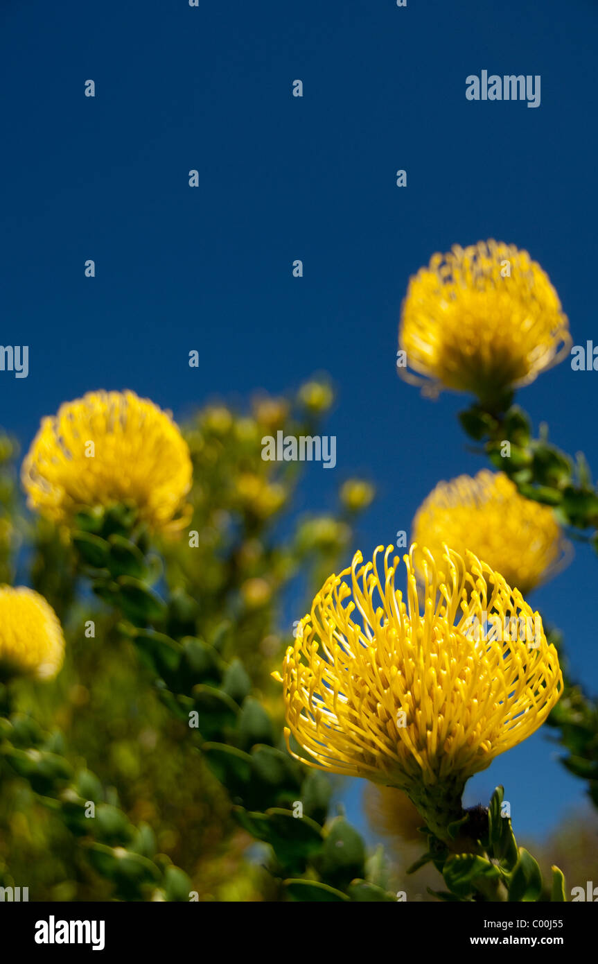 South Africa, Cape Town, Kirstenbosch National Botanical Garden. Yellow pincushion protea. Stock Photo