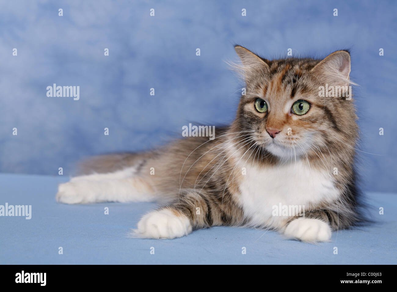 Sibirische Katze / Siberian Cat Stock Photo - Alamy