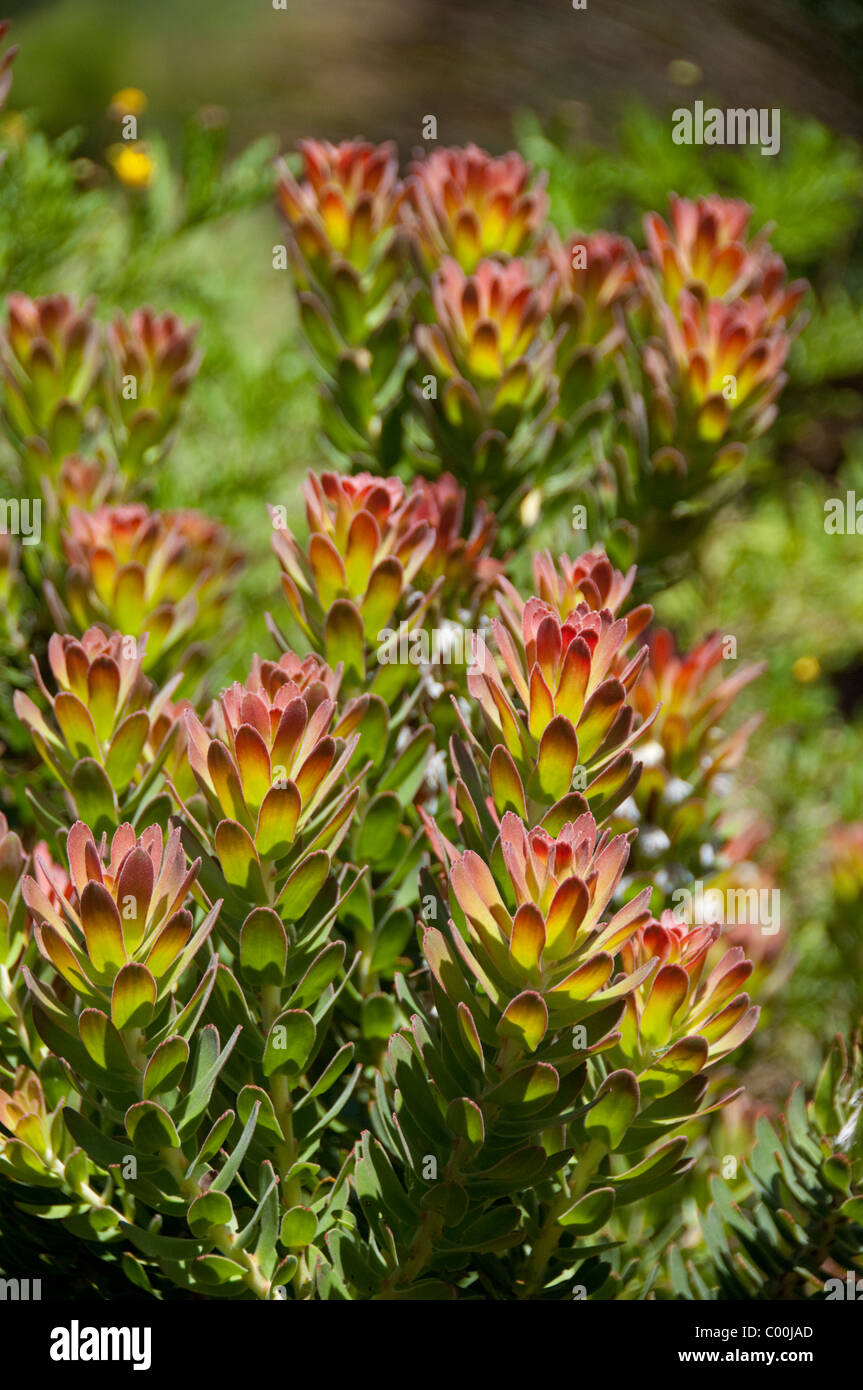 South Africa, Cape Town, Kirstenbosch National Botanical Garden. Protea plant. Stock Photo