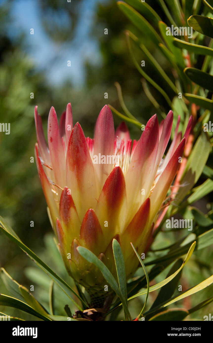 South Africa, Cape Town, Kirstenbosch National Botanical Garden. Protea Garden, two-tone Mountain Fynbos protea flower. Stock Photo