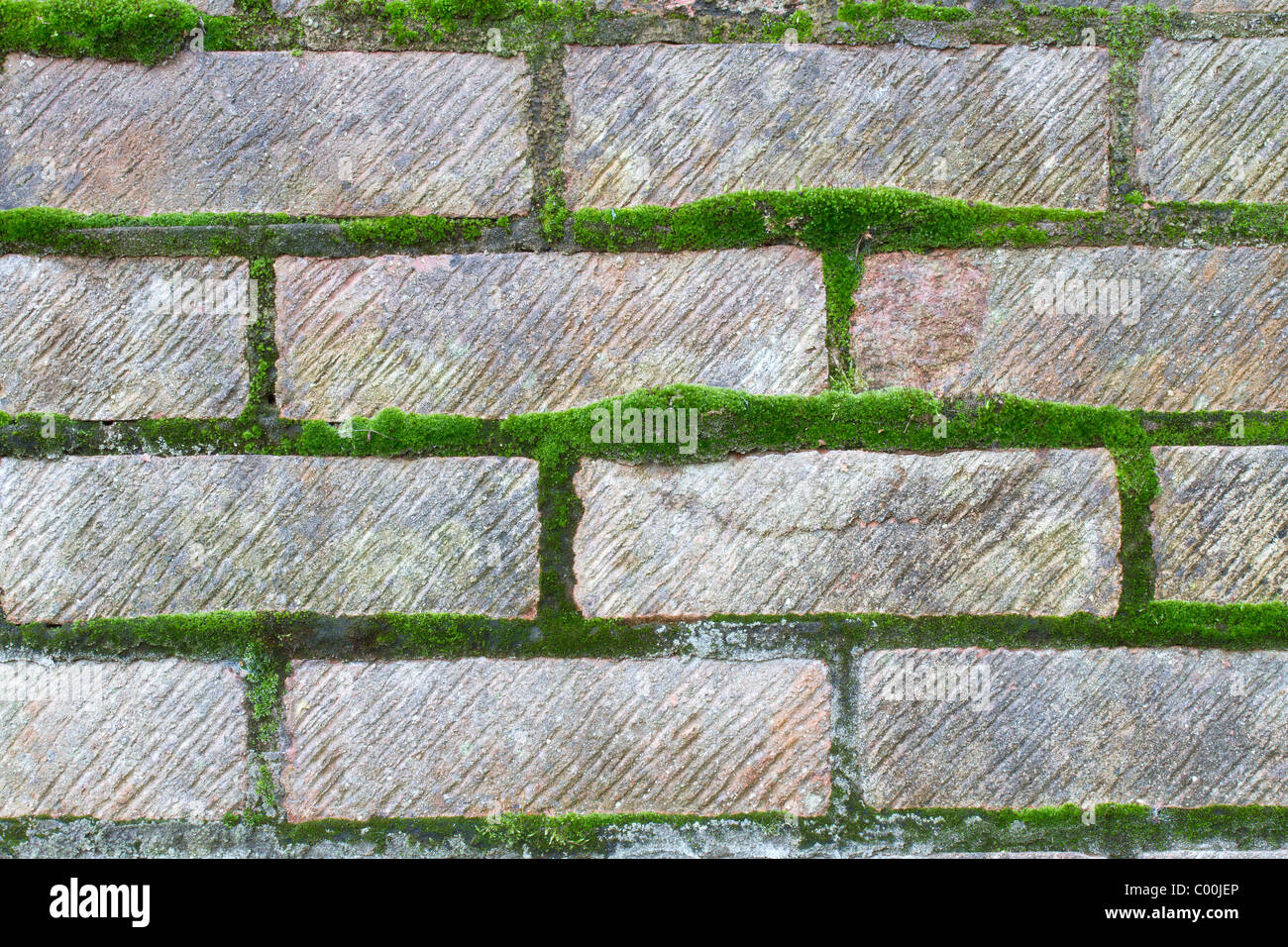 Moss growing on bricks Stock Photo Alamy
