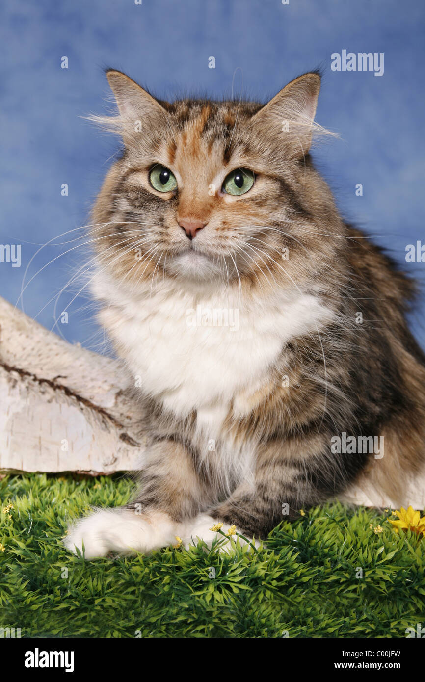 Blue Torbie Mackerel White High Resolution Stock Photography and Images -  Alamy