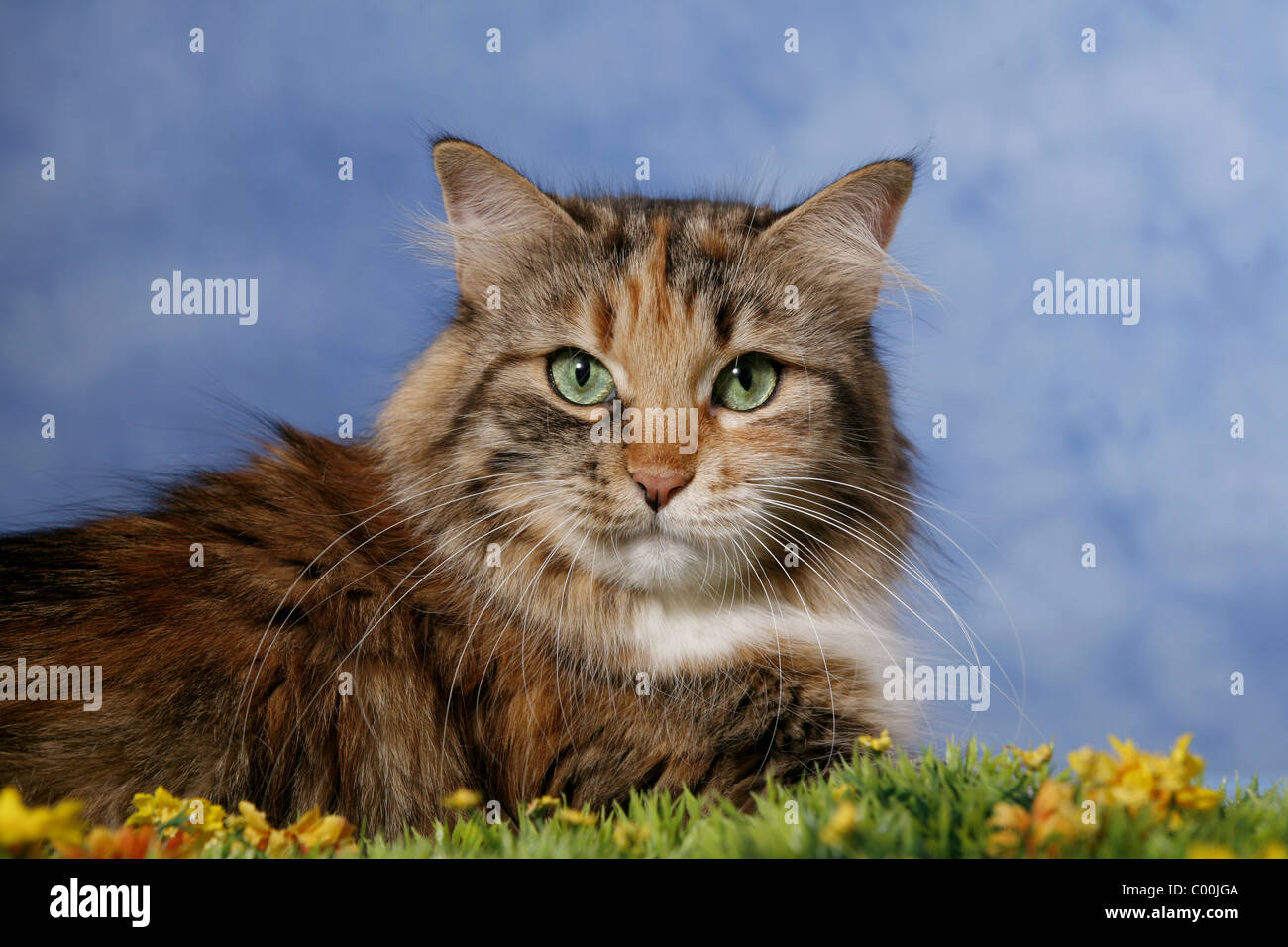 Sibirische Katze / Siberian Cat Stock Photo