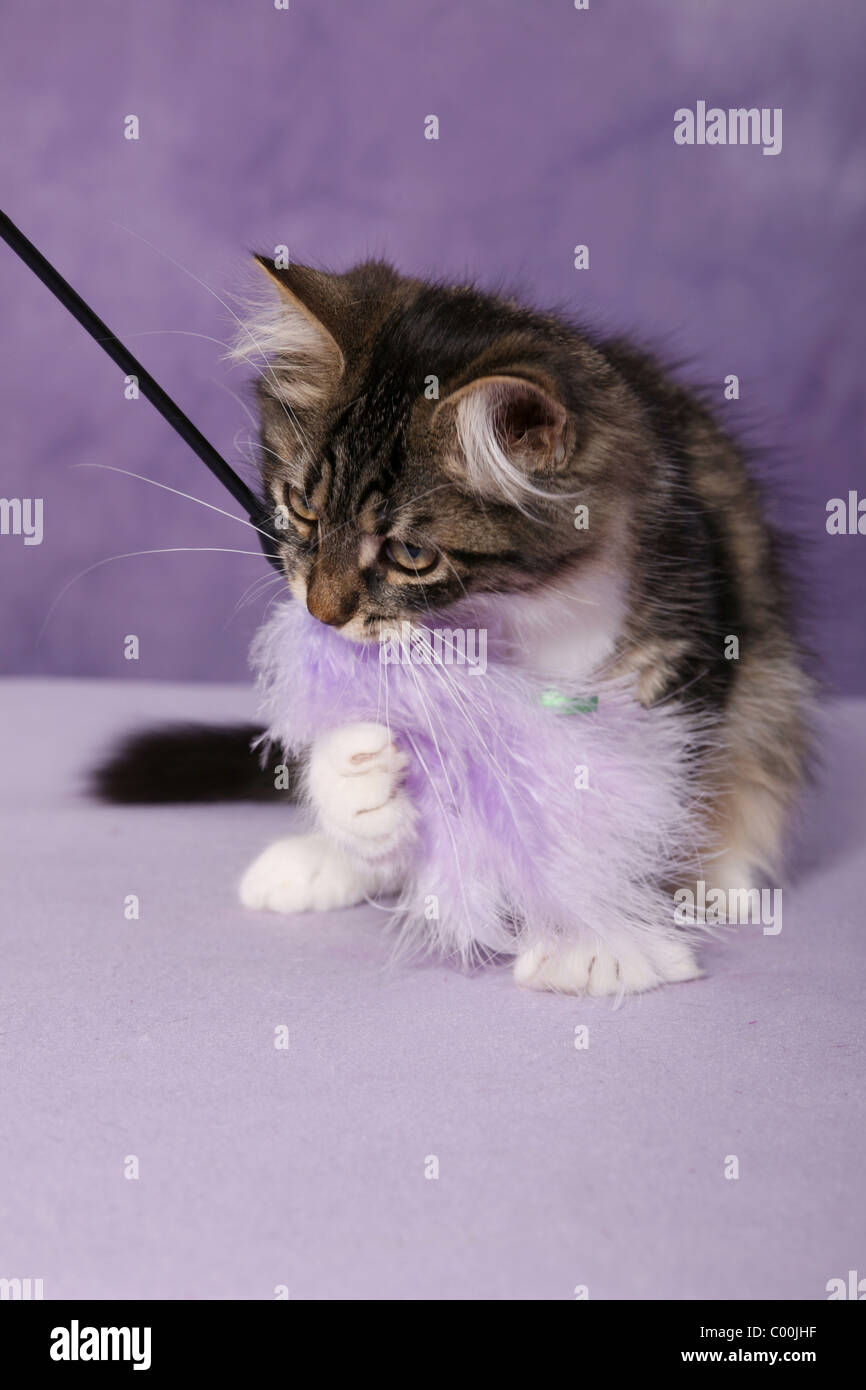 spielender Sibirische Katze / playing Siberian Cat Stock Photo