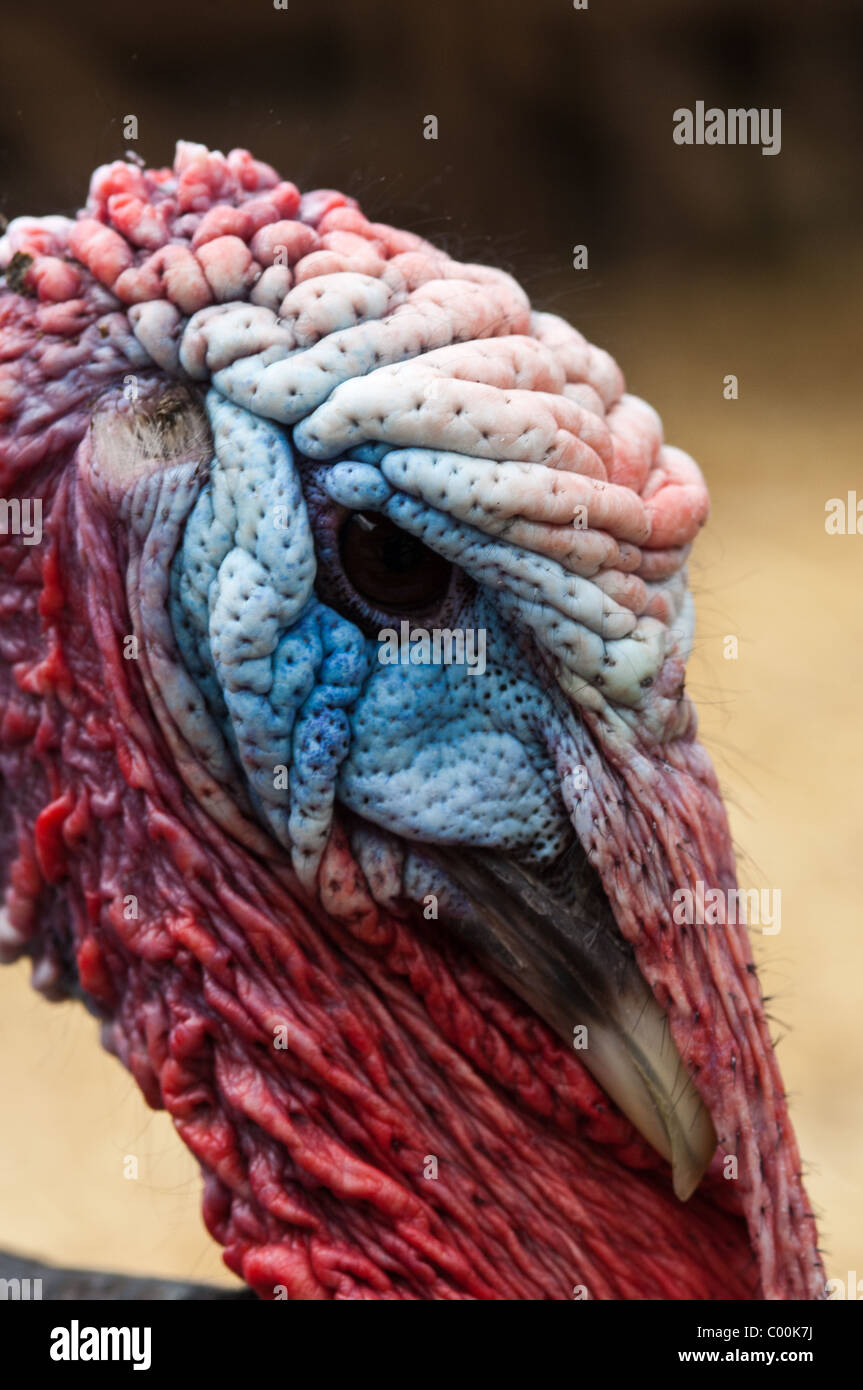 Close up of the colorful head of a male turkey. Stock Photo