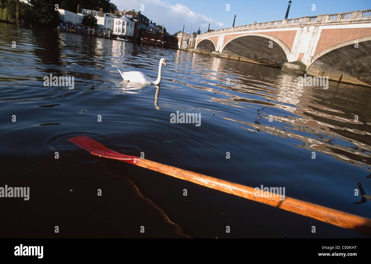 Swan and oar on River Thames Stock Photo
