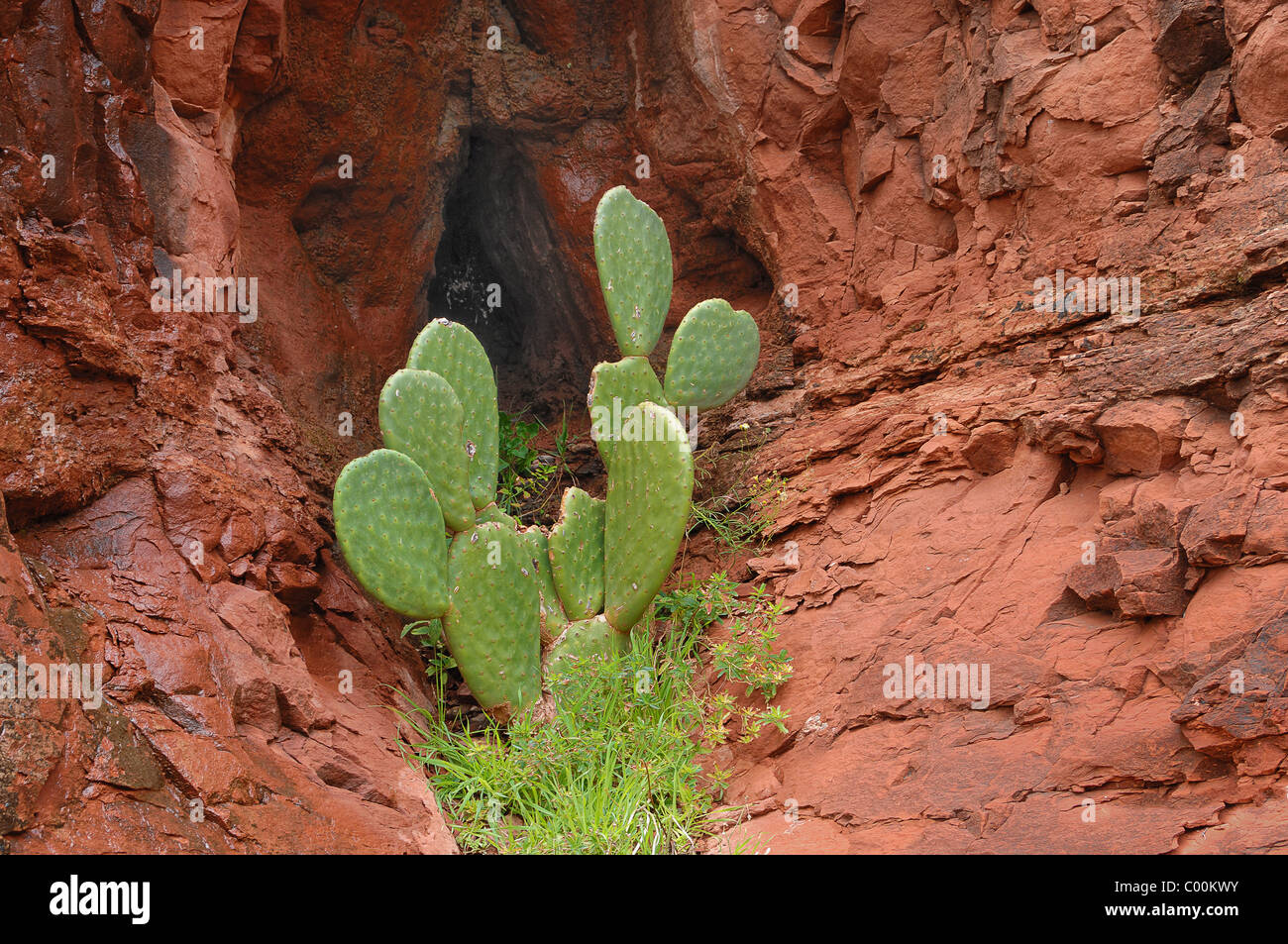 Like all wild plants in Arizona, the prickly pear cactus is protected by law. Stock Photo