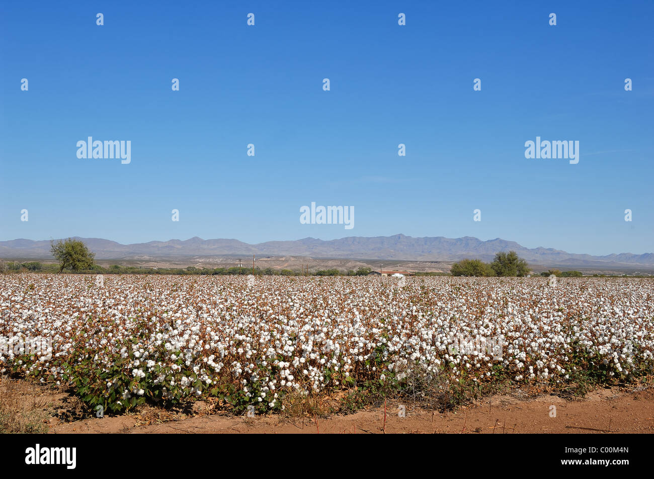 Cotton growing in a field at Pima County, Arizona USA, one of the world's finest cotton growing areas. Stock Photo