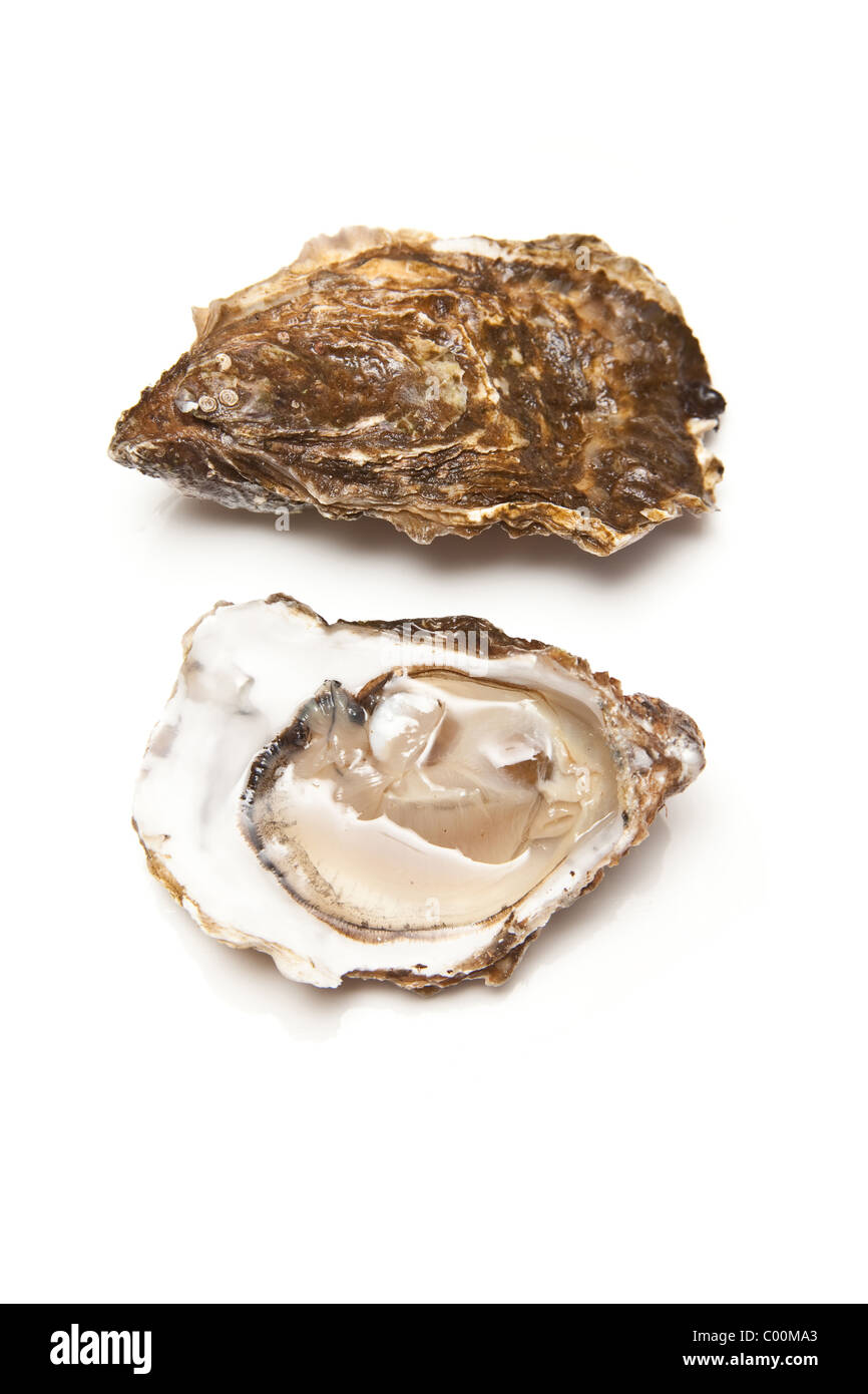 Oysters isolated on a white studio background. Stock Photo