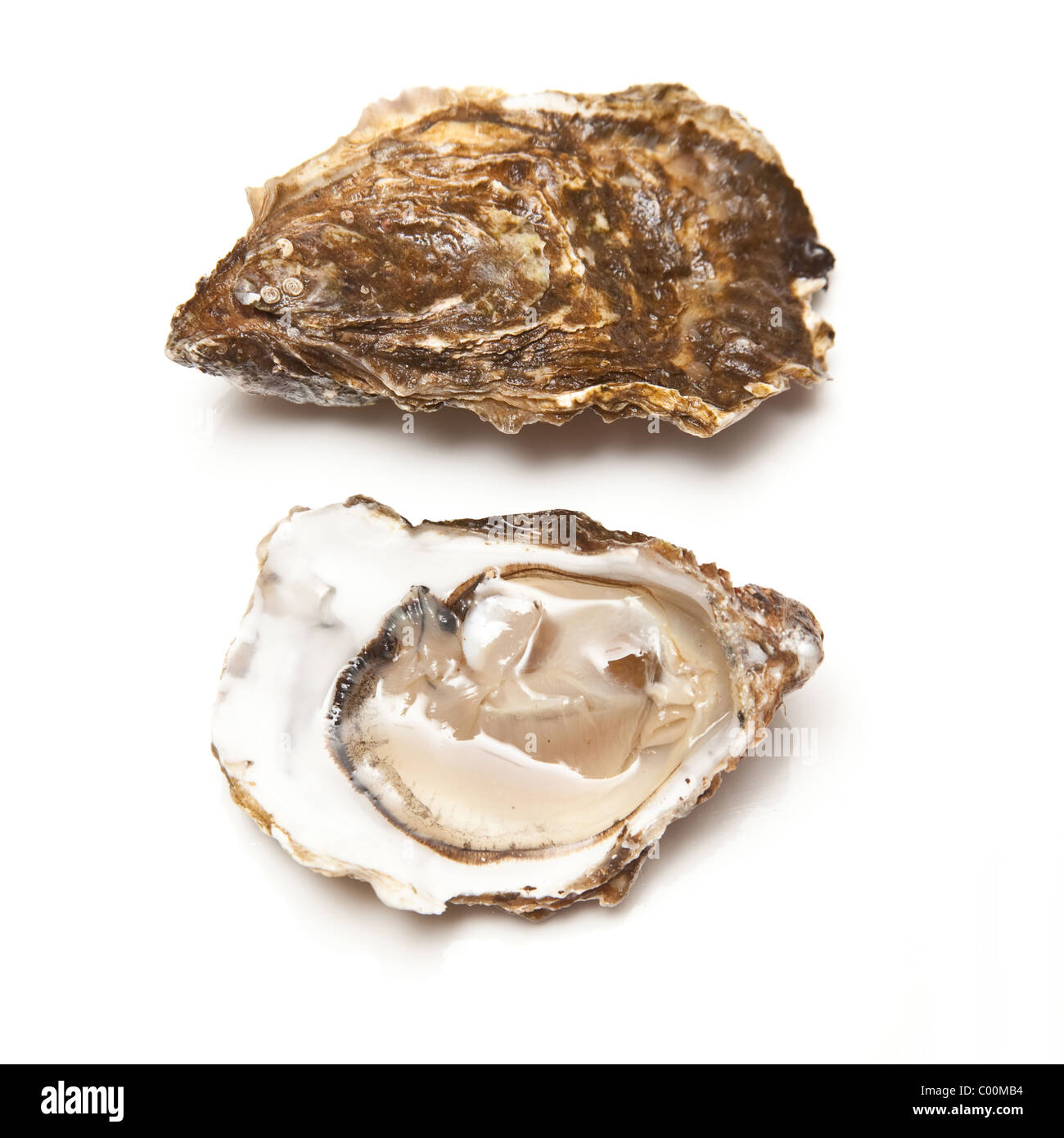 Oysters isolated on a white studio background. Stock Photo