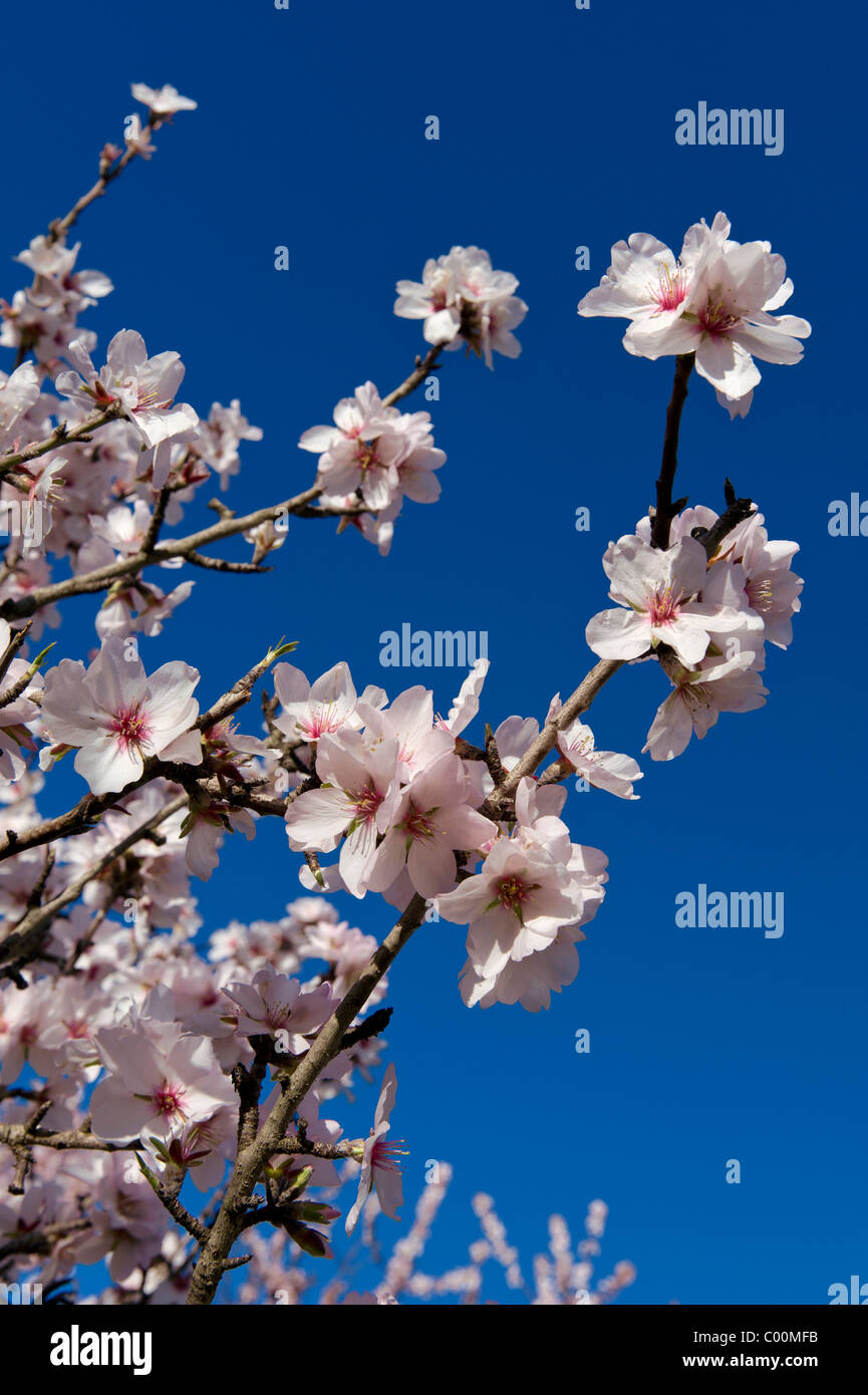 Portugal, the Algarve, almond blossom Stock Photo Alamy