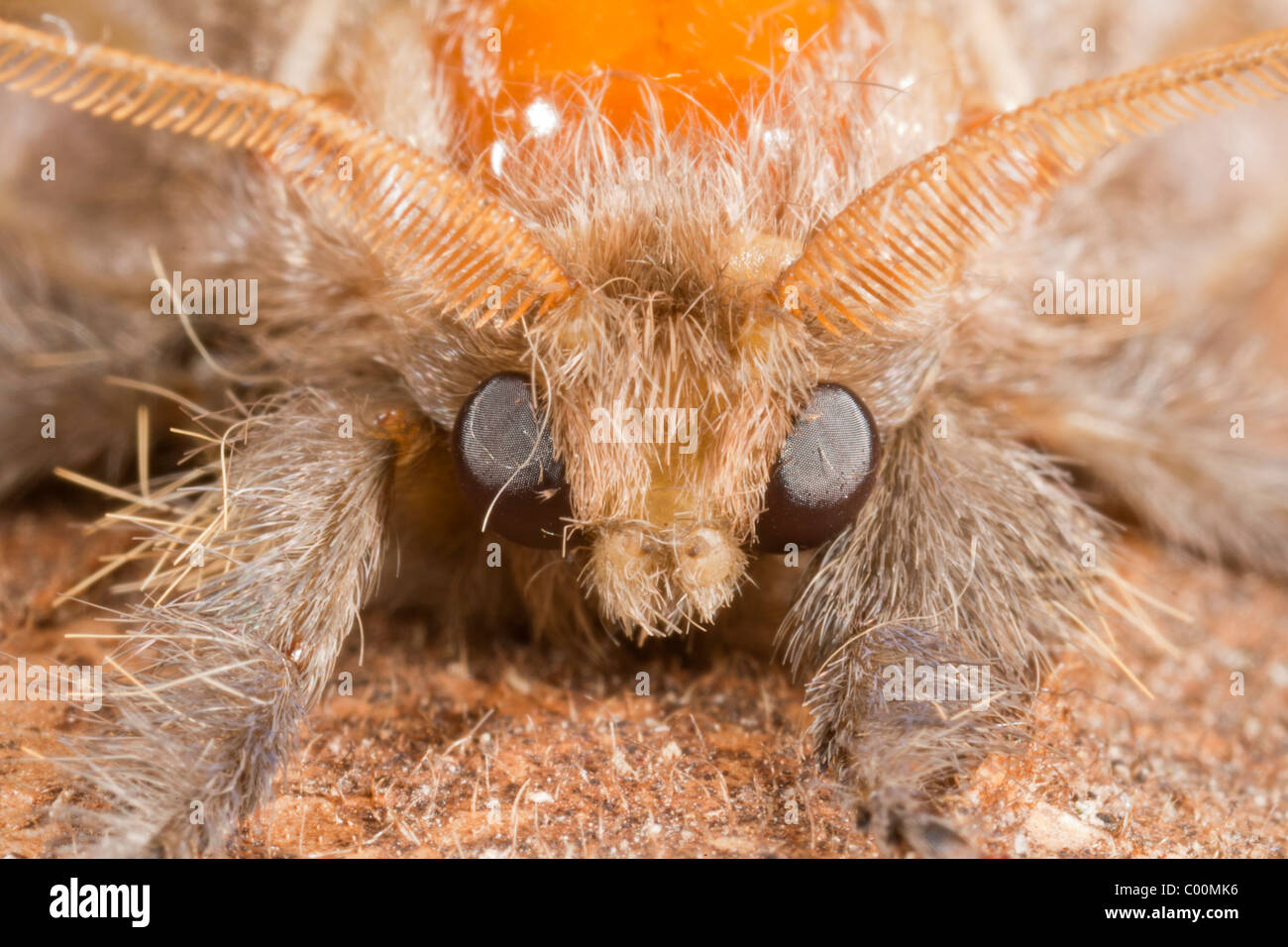 Amazonian moth, close-up of face Stock Photo