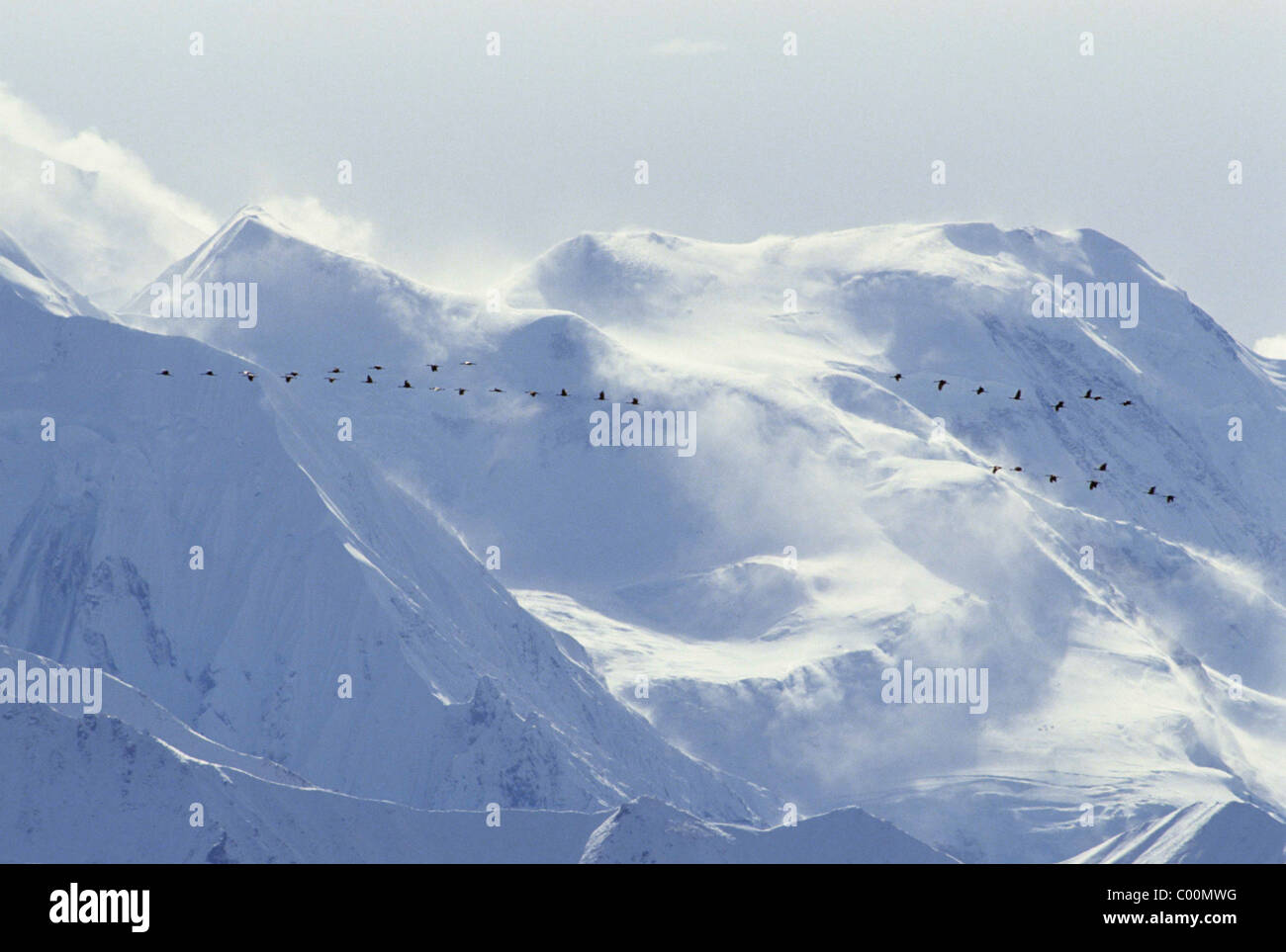 Sandhill Crane Migration, Fall, Autumn, Mount McKinley, Mt. McKinley ...