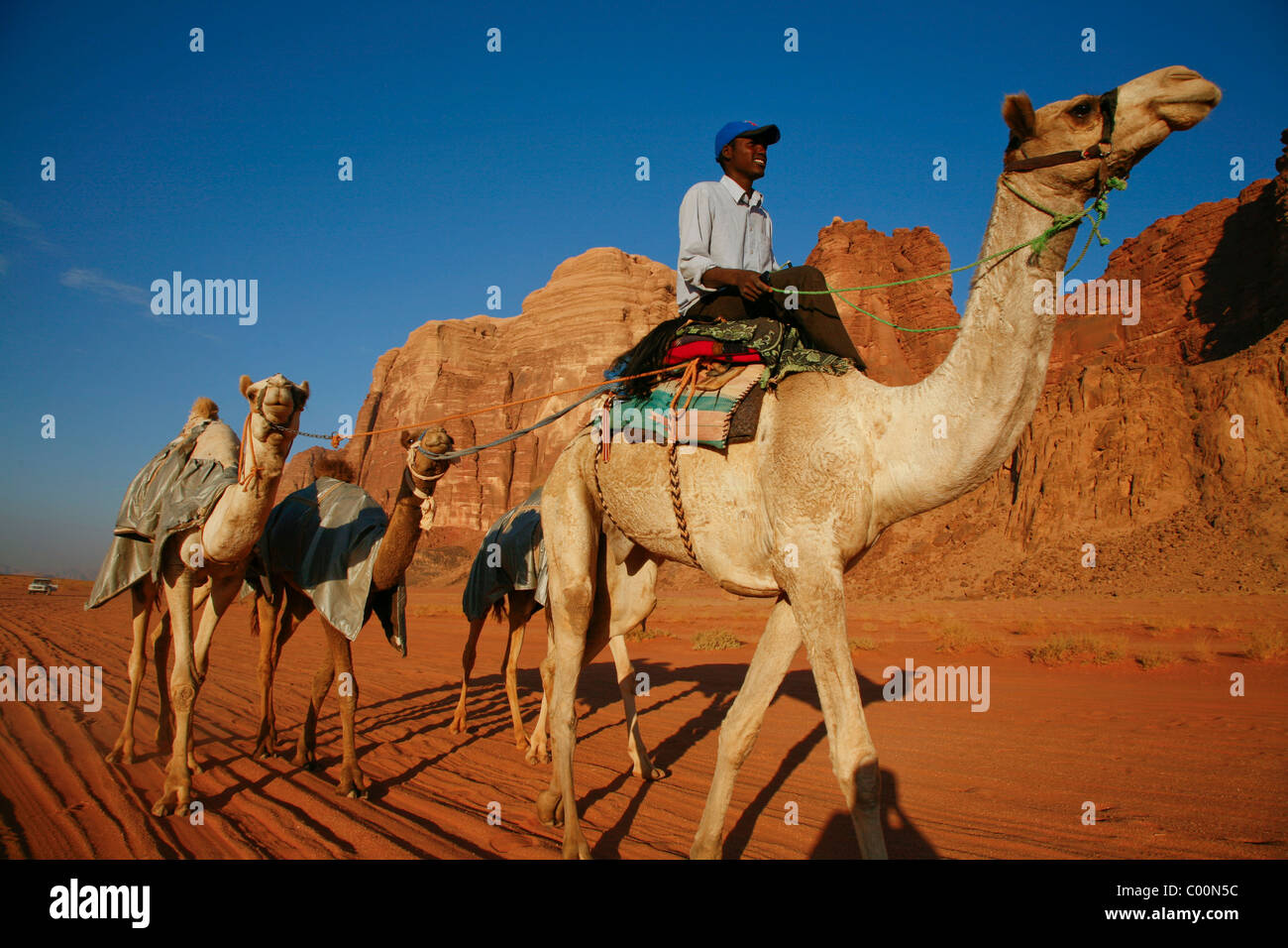 Sudani man training camels for racing, Wadi Rum, Jordan. Stock Photo
