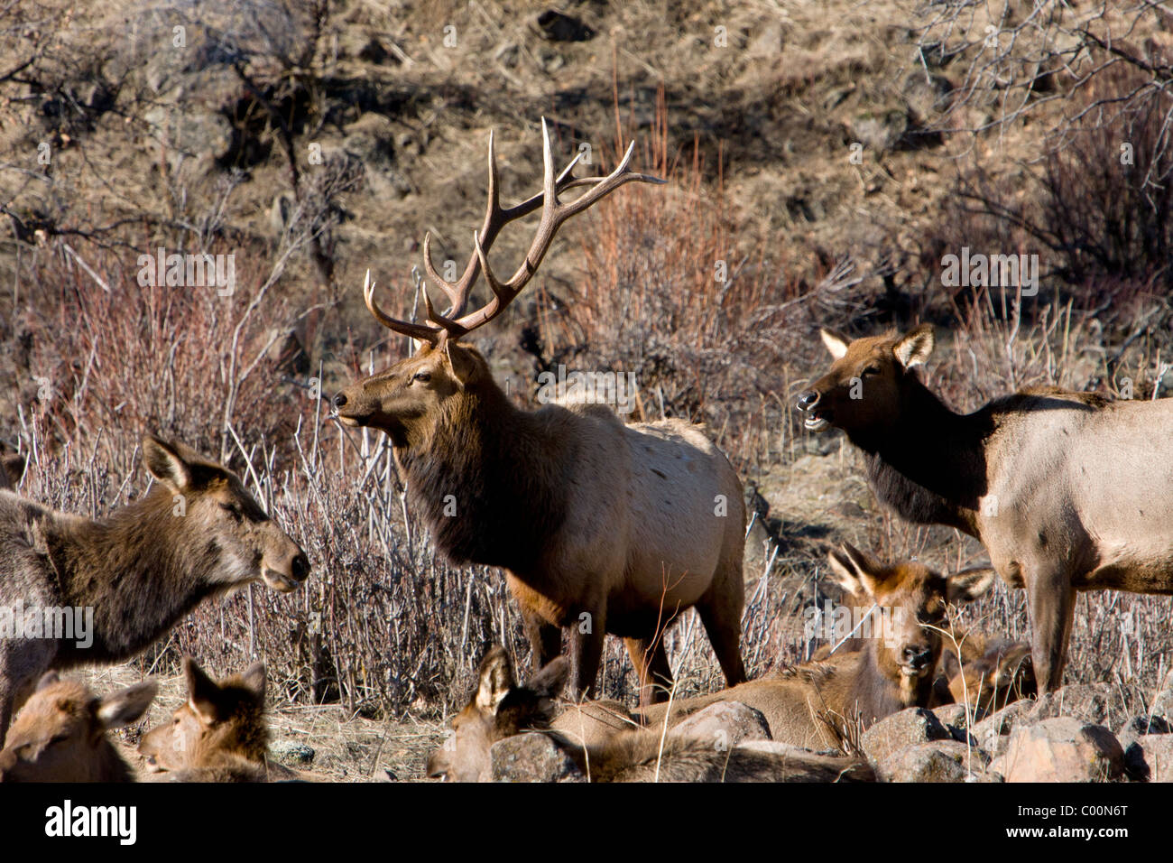 A bull elk stands proud over his harem at Oak Creek Wildlife Refuge near Naches, Washington. Stock Photo