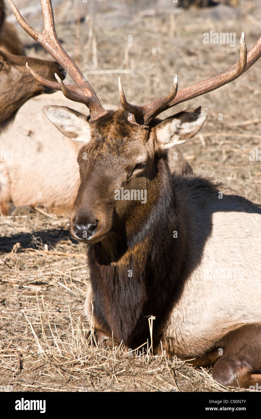 Rocky Mountain Elk at the Oak Creek Wildlife Refuge near Naches