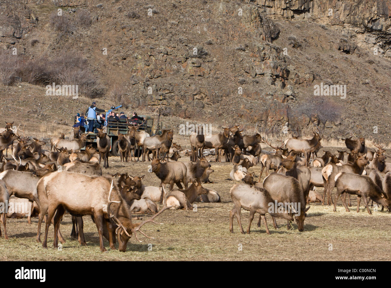A tour truck takes visitors out closer to the herd of Rocky Mountain Elk at Oak Creek Wildlife Refuge near Naches, Washington. Stock Photo