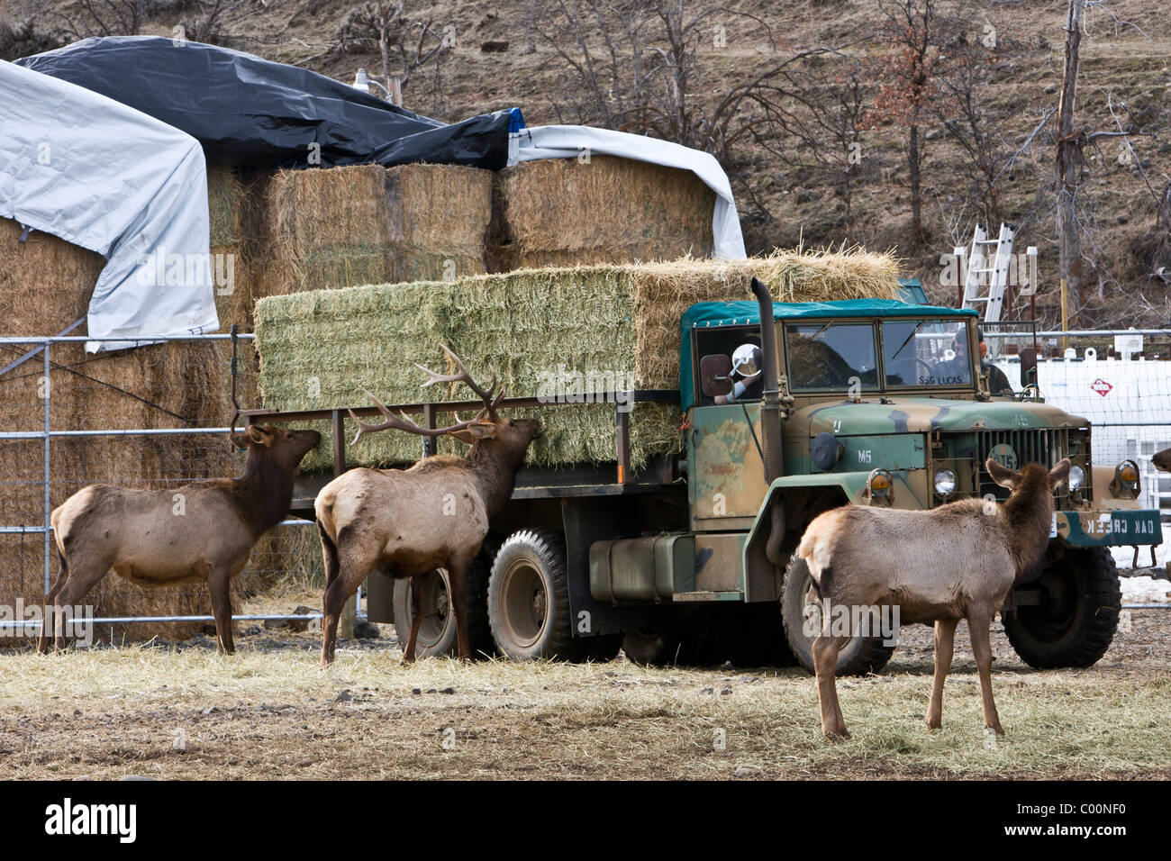 Rocky Mountain elk follow a feed truck at Oak Creek Wildlife Area near Naches, Washington Stock
