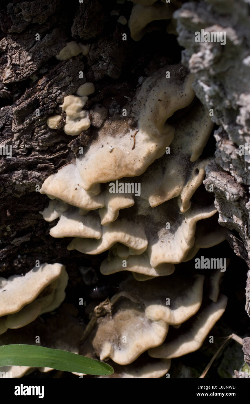 Wasp nest like fungi growing over a dead tree in Mexico Stock Photo