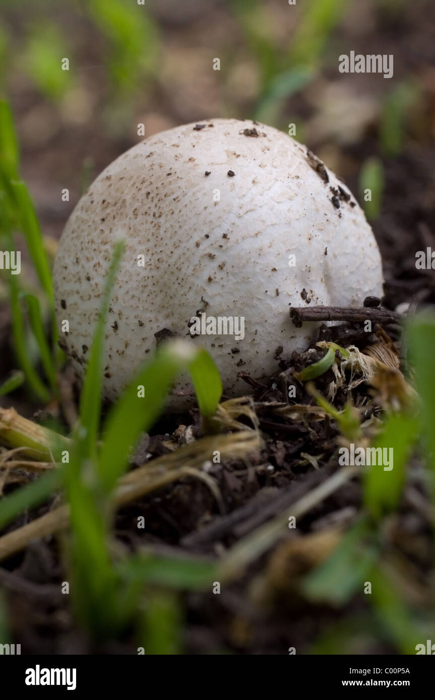 Mushroom sprouting, probably Scleroderma sp Stock Photo