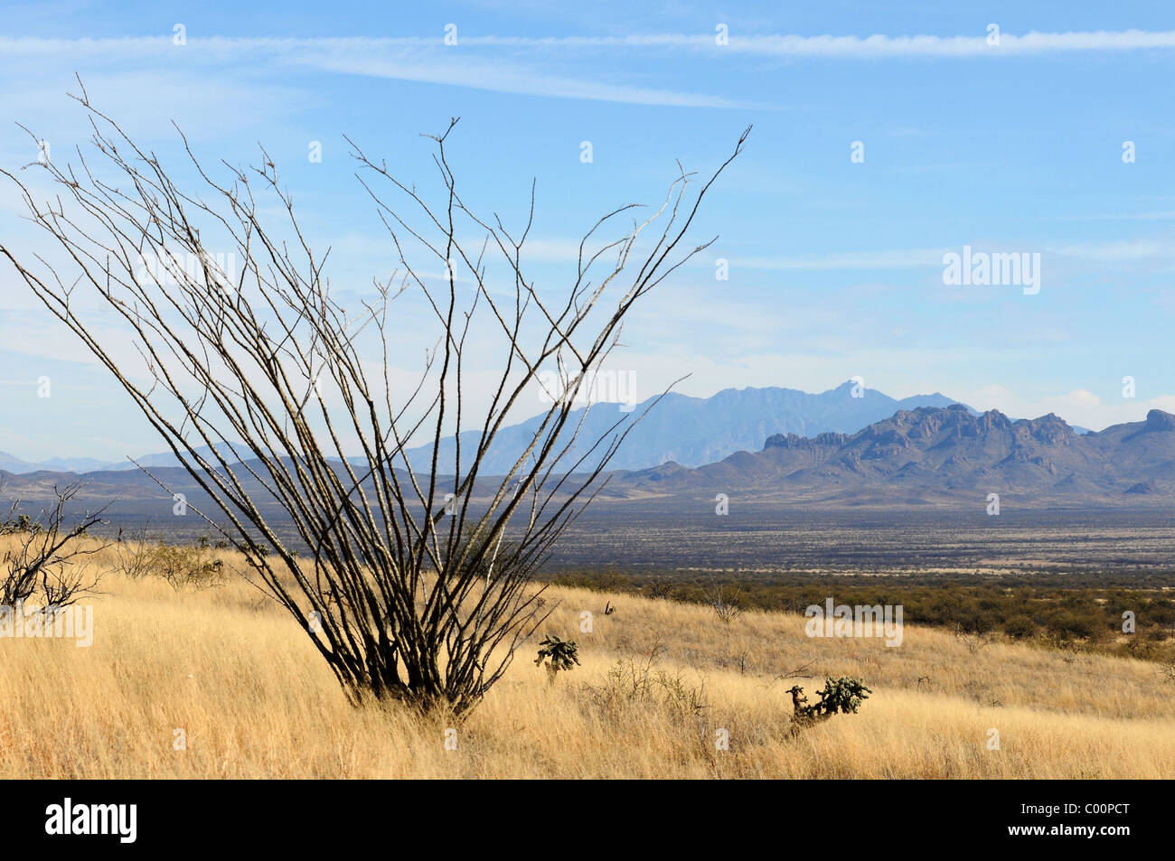Ocotillo grows in Buenos Airies National Wildlife Refuge, north of