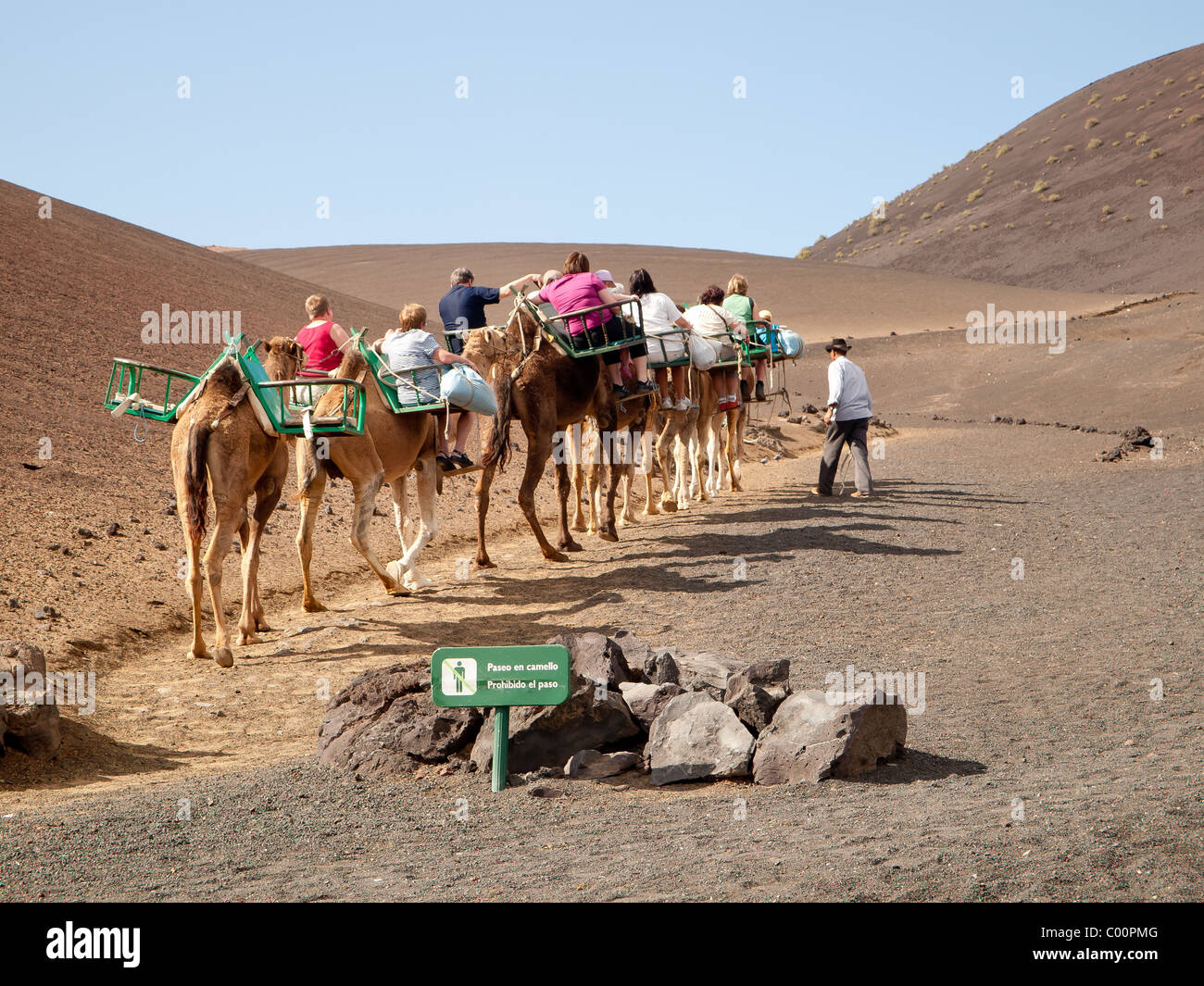 A camel driver leading a camel train with tourists visiting the Timanfaya National Park in Lanzarote Stock Photo