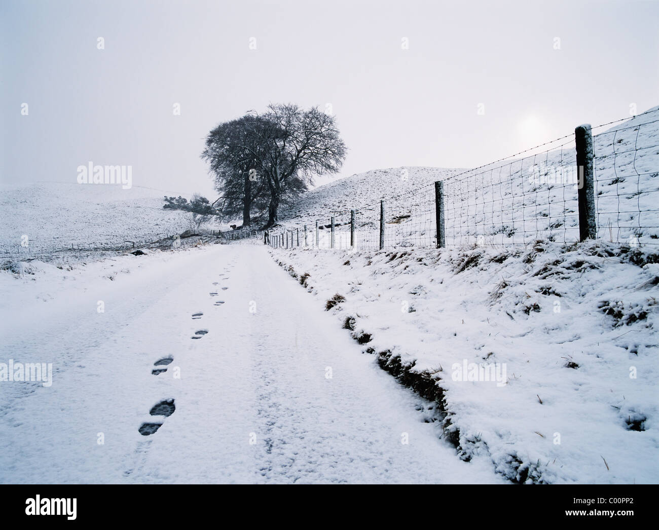 Footsteps in fresh snow in rural landscape Stock Photo