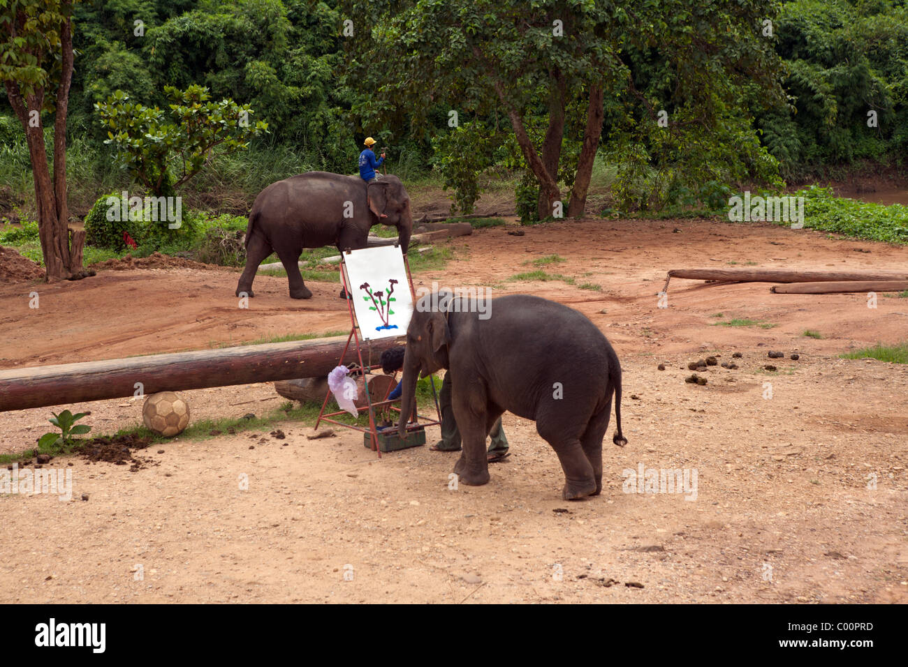 Elephant training camp Chiang Dao at Chiang Mai province, painting