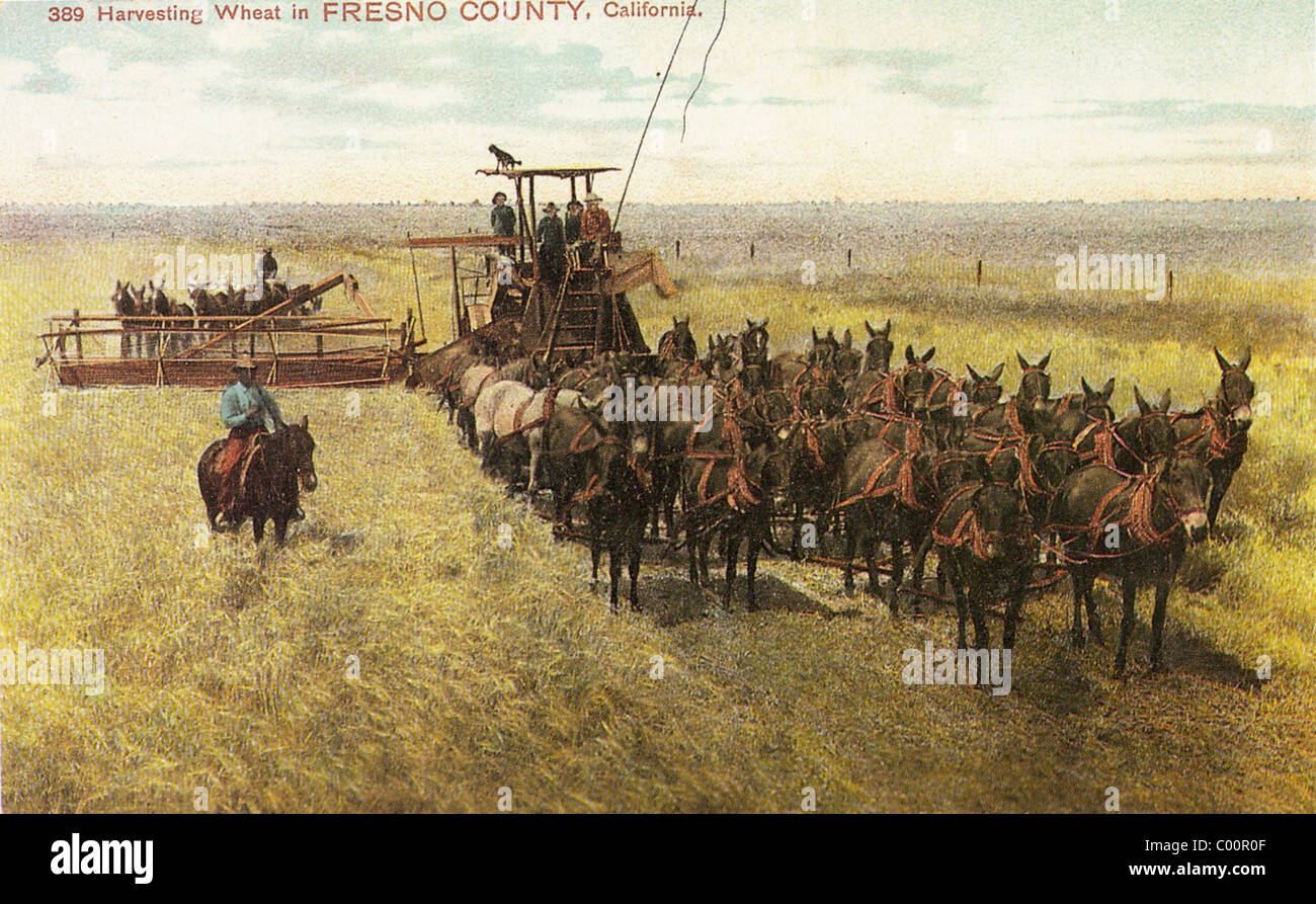 WHEAT FARMING IN FRESNO COUNTY , CALIFORNIA about 1910 Stock Photo