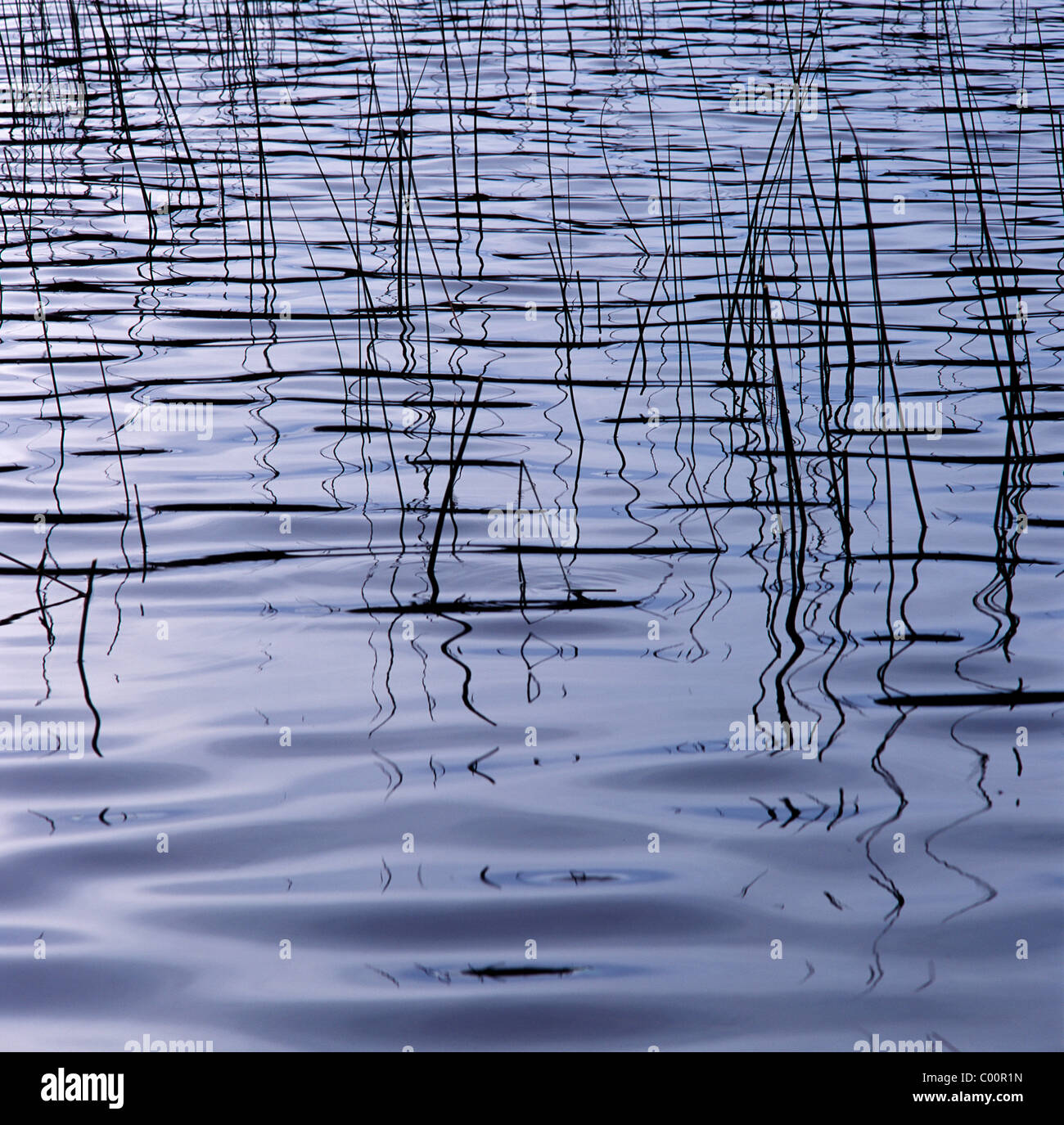 Reeds and ripples in the lake Stock Photo - Alamy