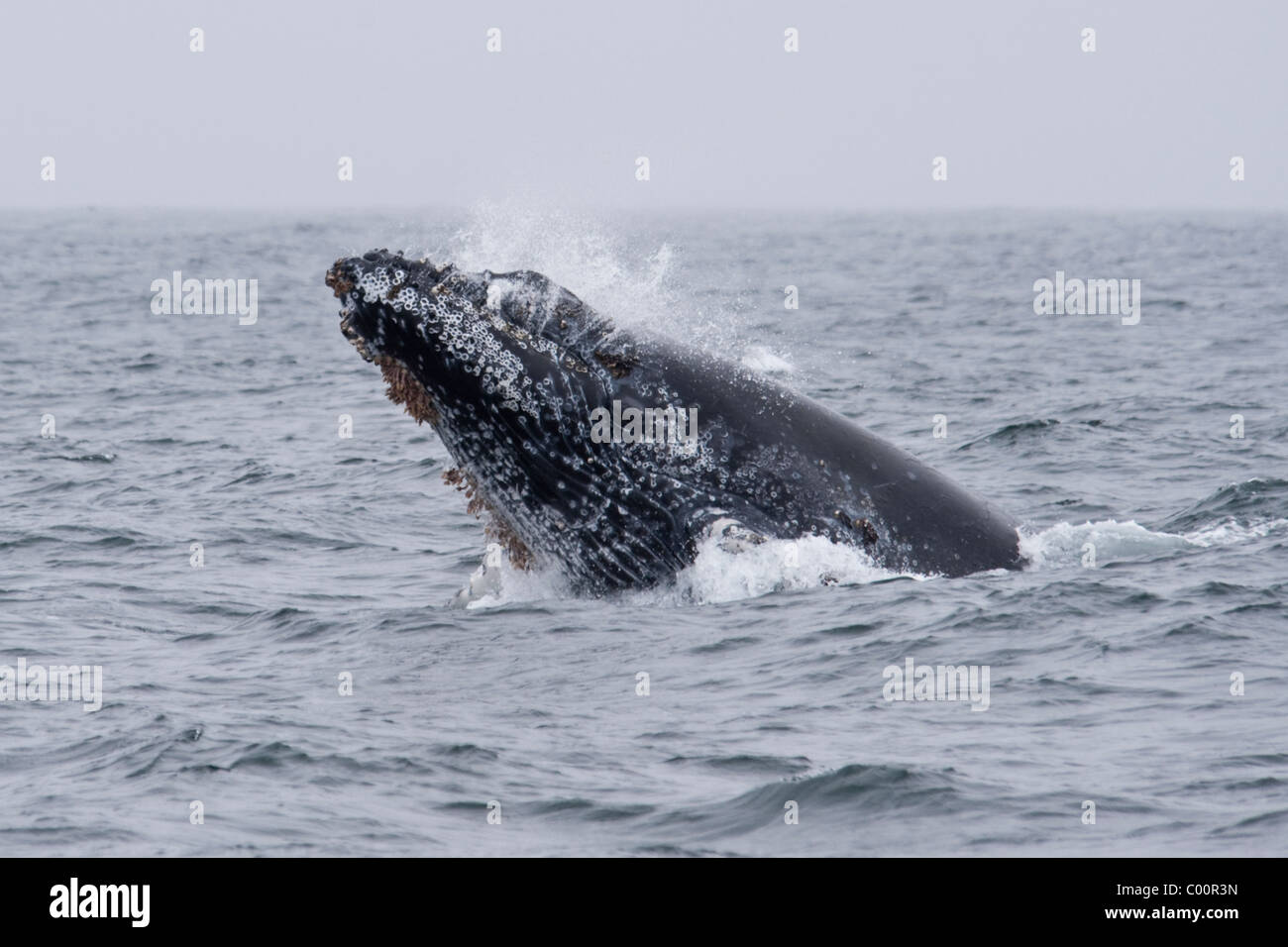 Humpback Whale (Megaptera novaeangliae) calf breaching. Monterey, California, Pacific Ocean. Stock Photo