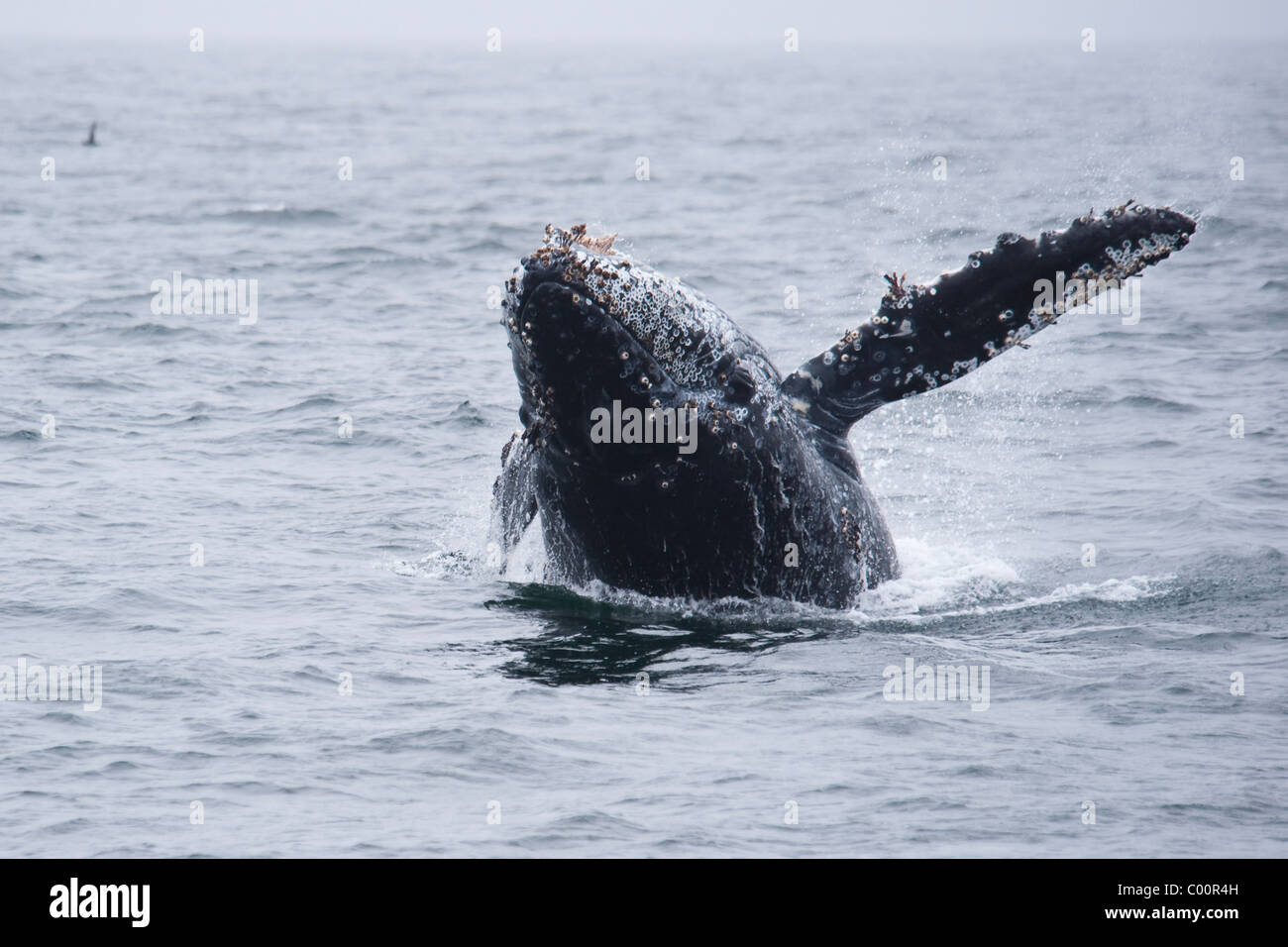 Humpback Whale (Megaptera novaeangliae) calf breaching. Monterey, California, Pacific Ocean. Stock Photo