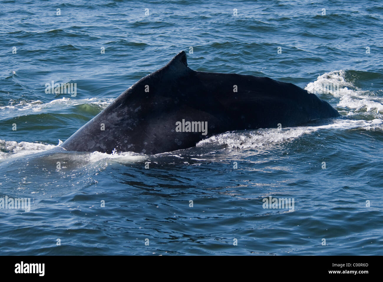 Humpback Whale (Megaptera novaeangliae) adult animal surfacing ...