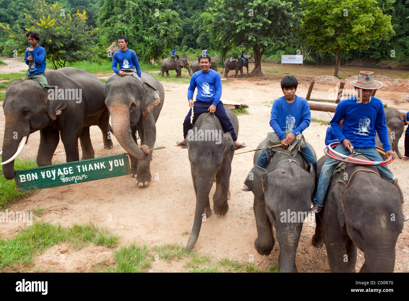 Elephant Training Camp Chiang Dao At Chiang Mai Province, Thailand 