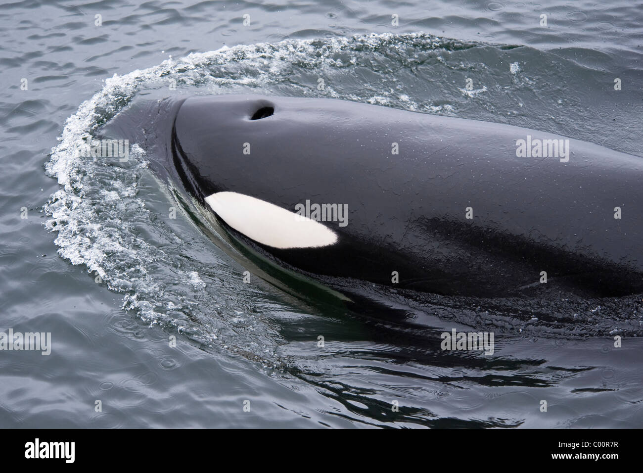 Killer Whale/Orca (Orcinus orca) surfacing. Monterey, California, Pacific Ocean. Stock Photo