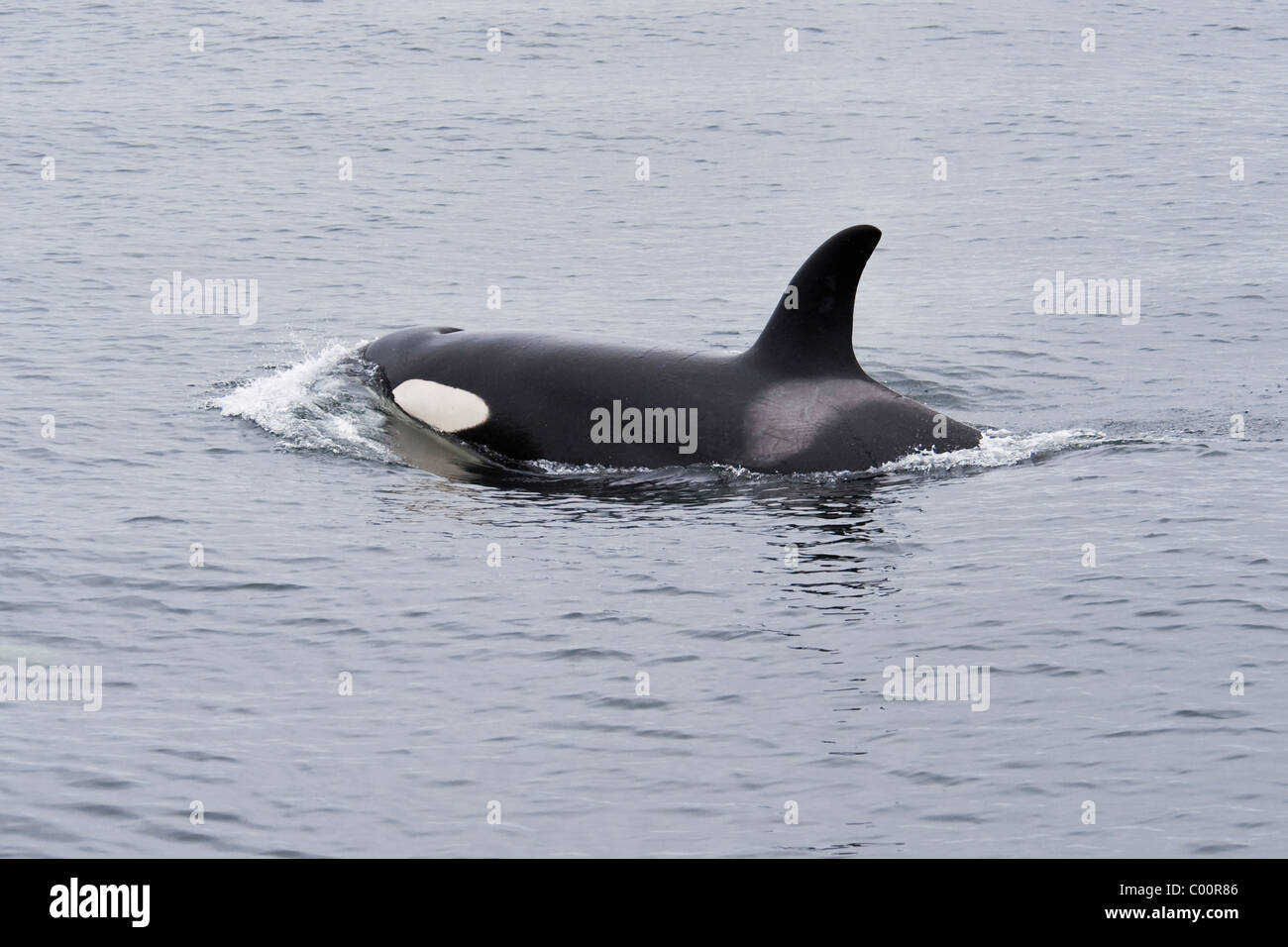 Killer Whale/Orca (Orcinus orca) probably sub-adult Male surfacing. Monterey, California, Pacific Ocean. Stock Photo