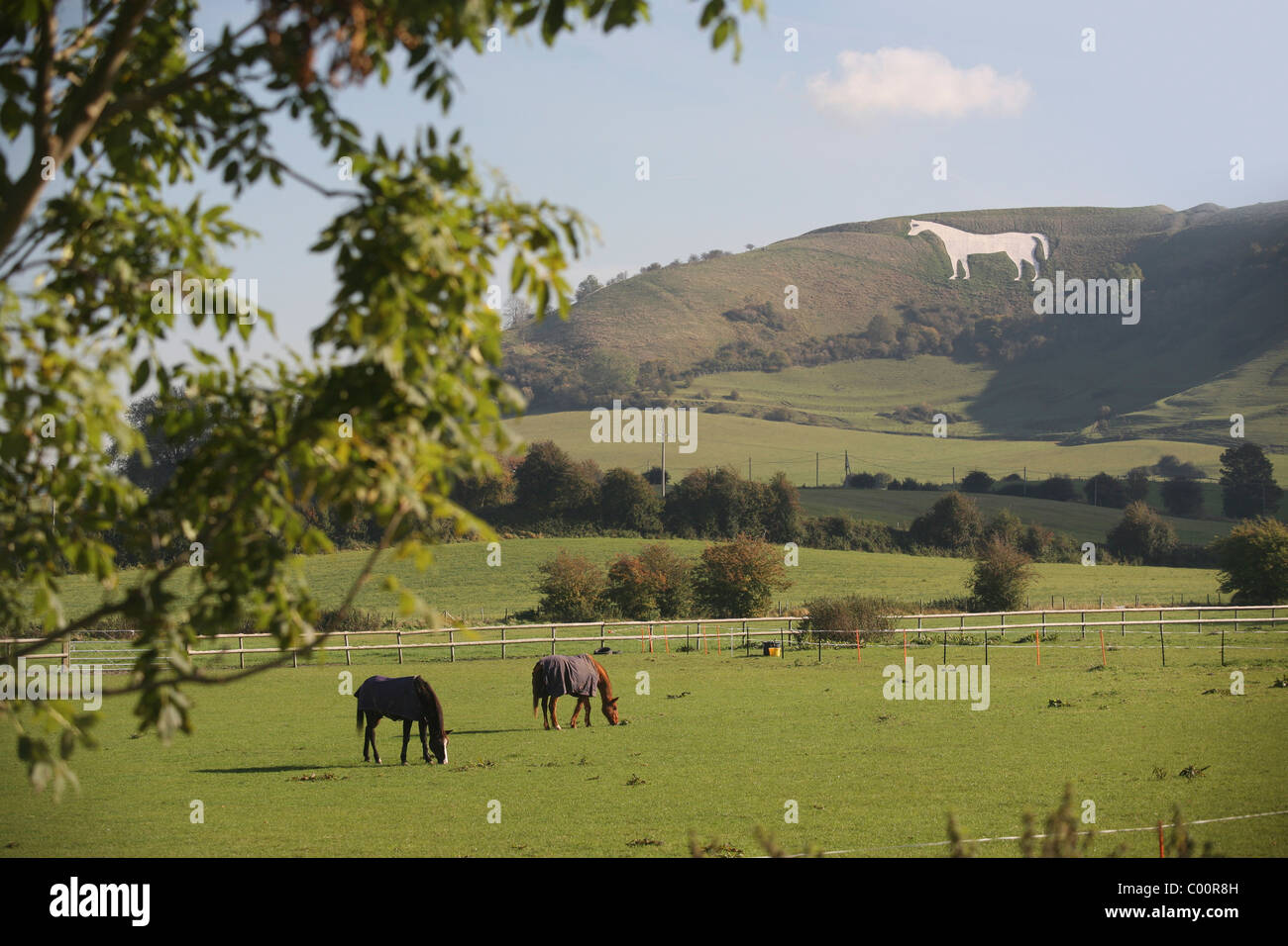 Horses on pasture and Westbury White Horse in background Stock Photo