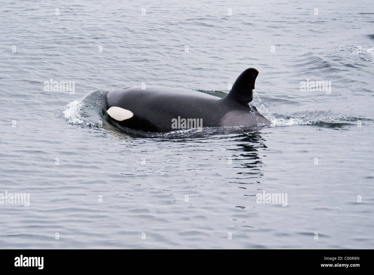 Killer Whale/Orca (Orcinus orca) probably sub-adult Male surfacing. Monterey, California, Pacific Ocean. Stock Photo