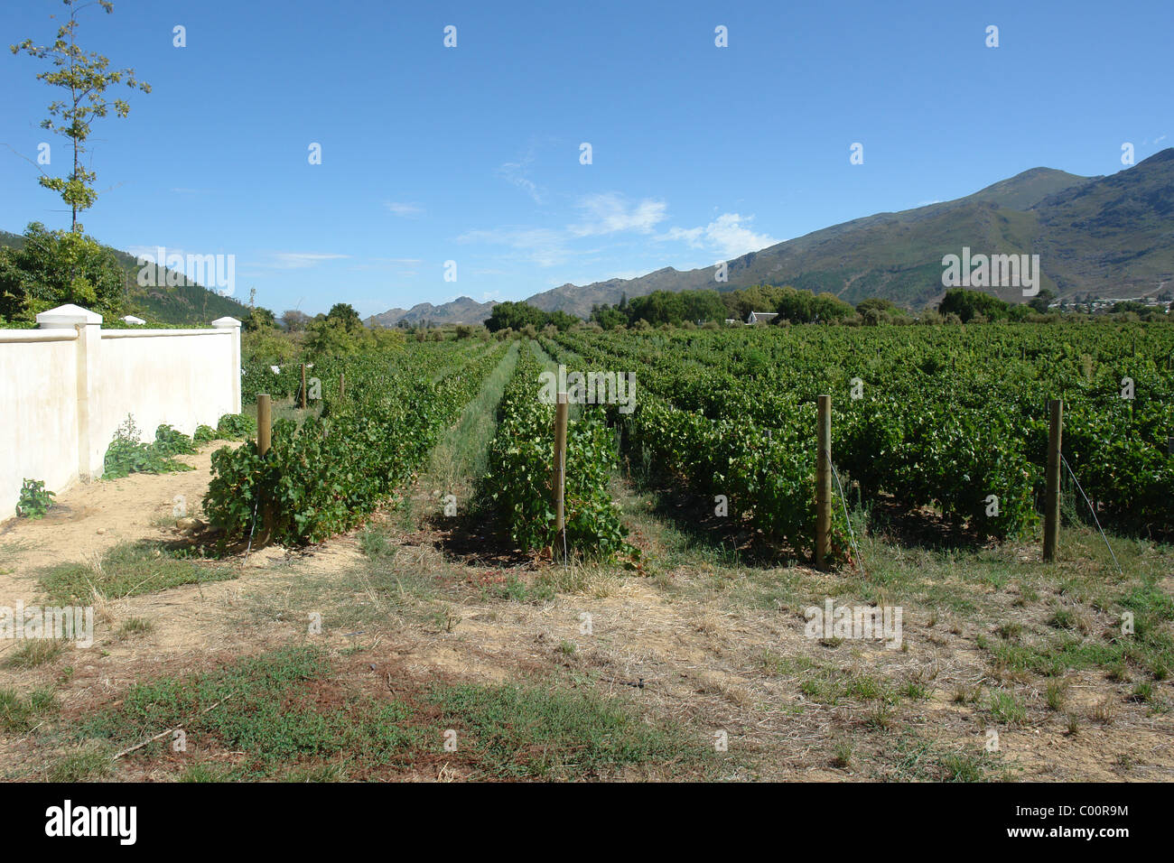 Vines in Franschoek, South Africa Stock Photo