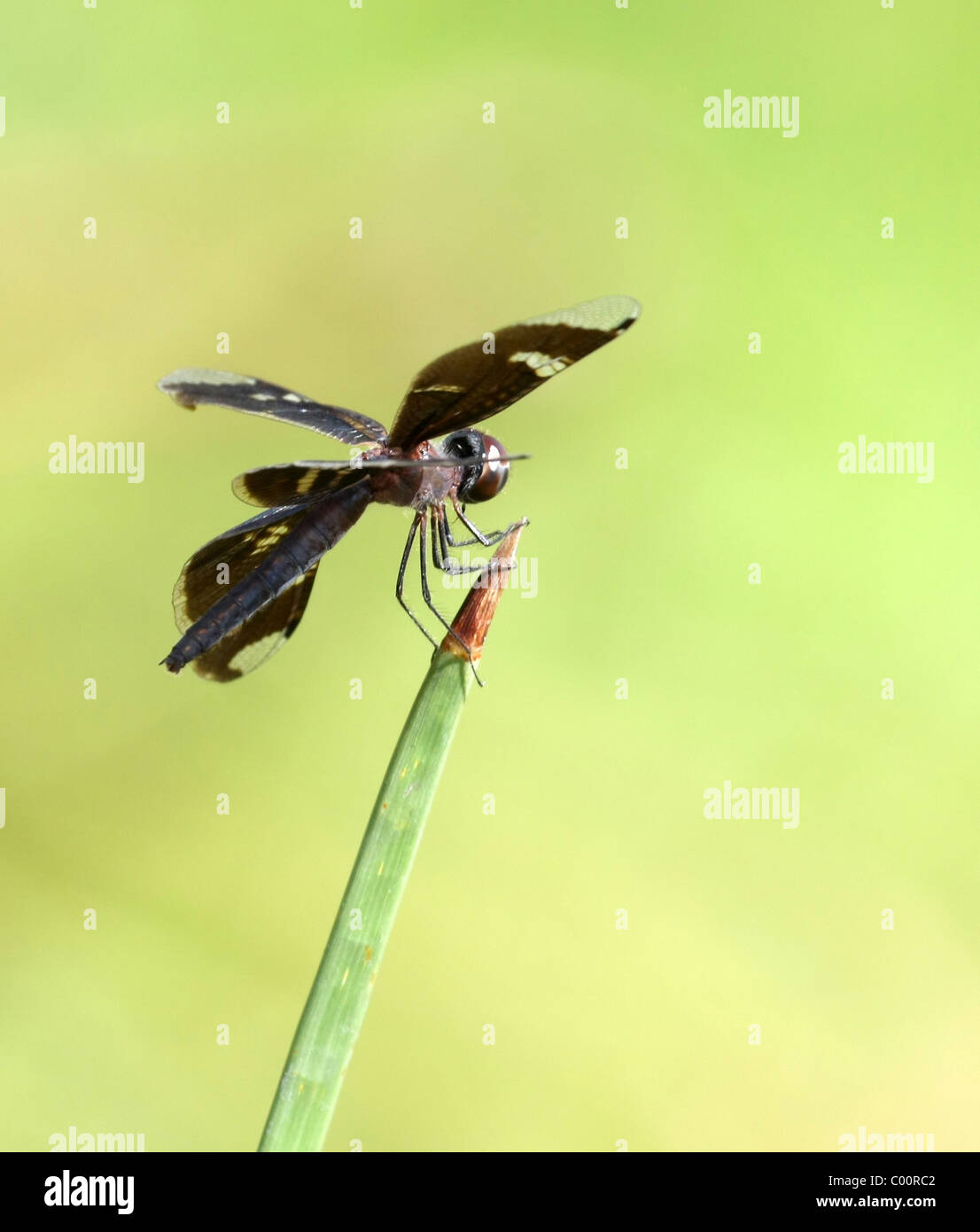 Black dragonfly hires stock photography and images Alamy