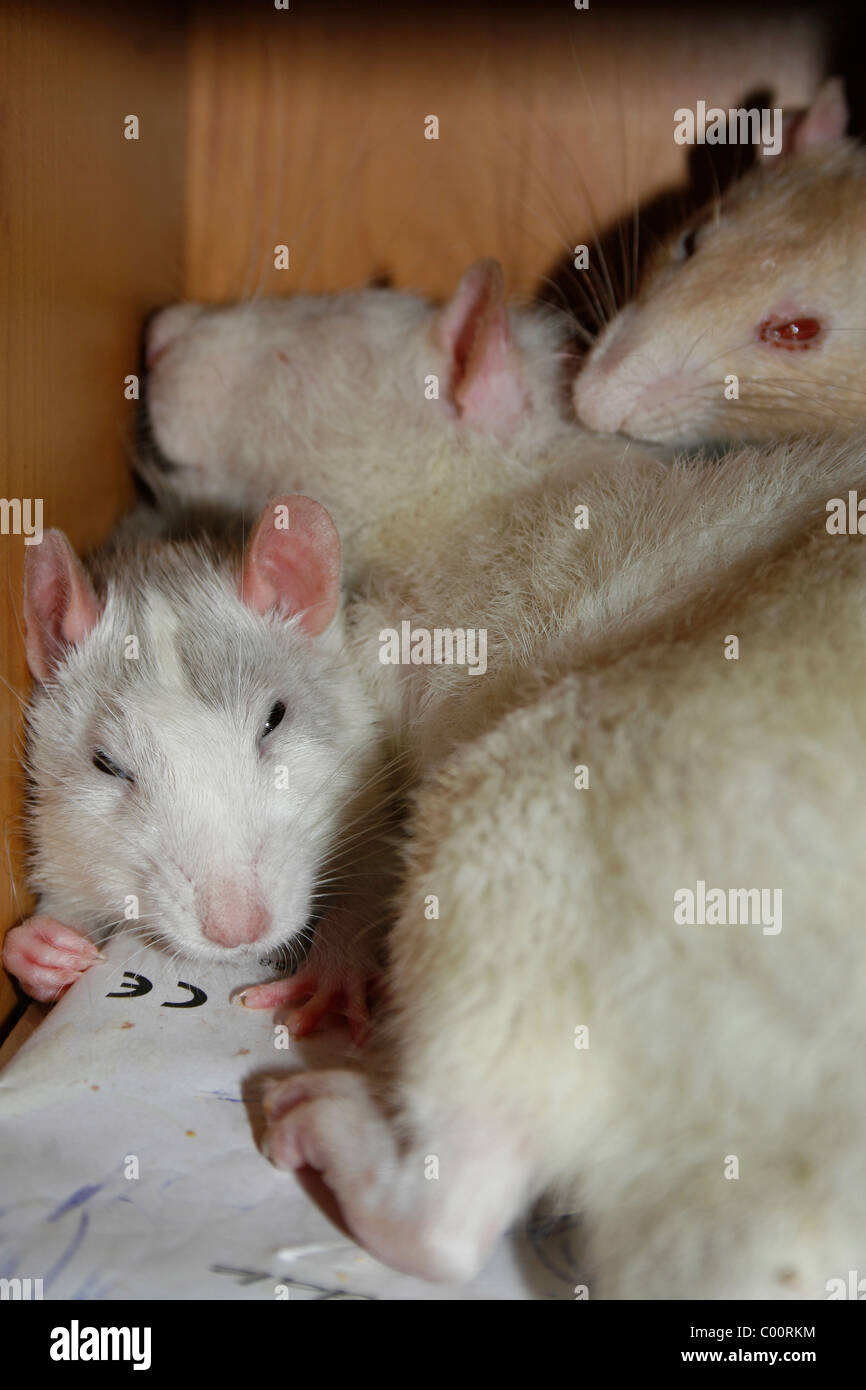 Rats sleeping in hut Rattus rattus Stock Photo