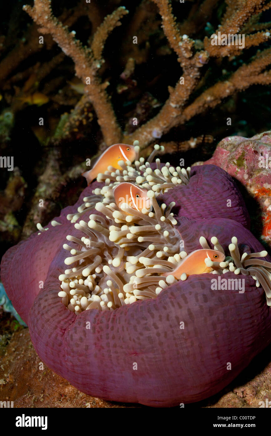 Trio of clownfish in large anemone Stock Photo