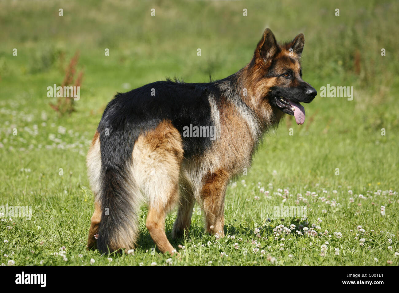 Deutscher Schäferhund / German Shepherd Stock Photo