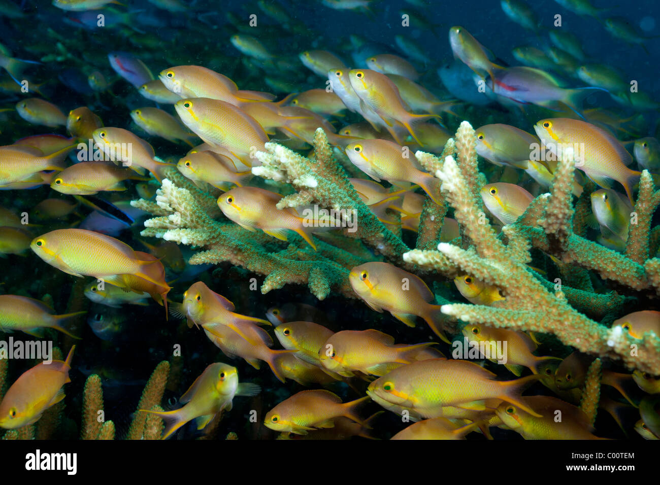 Schooling anthias on coral reef Stock Photo