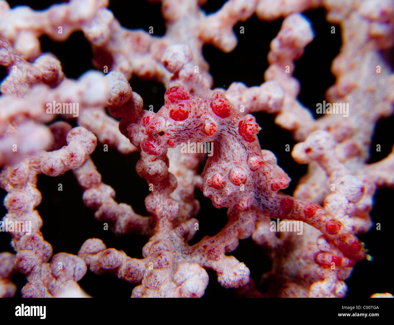 Pygmy seahorse hiding in gorgonian Stock Photo