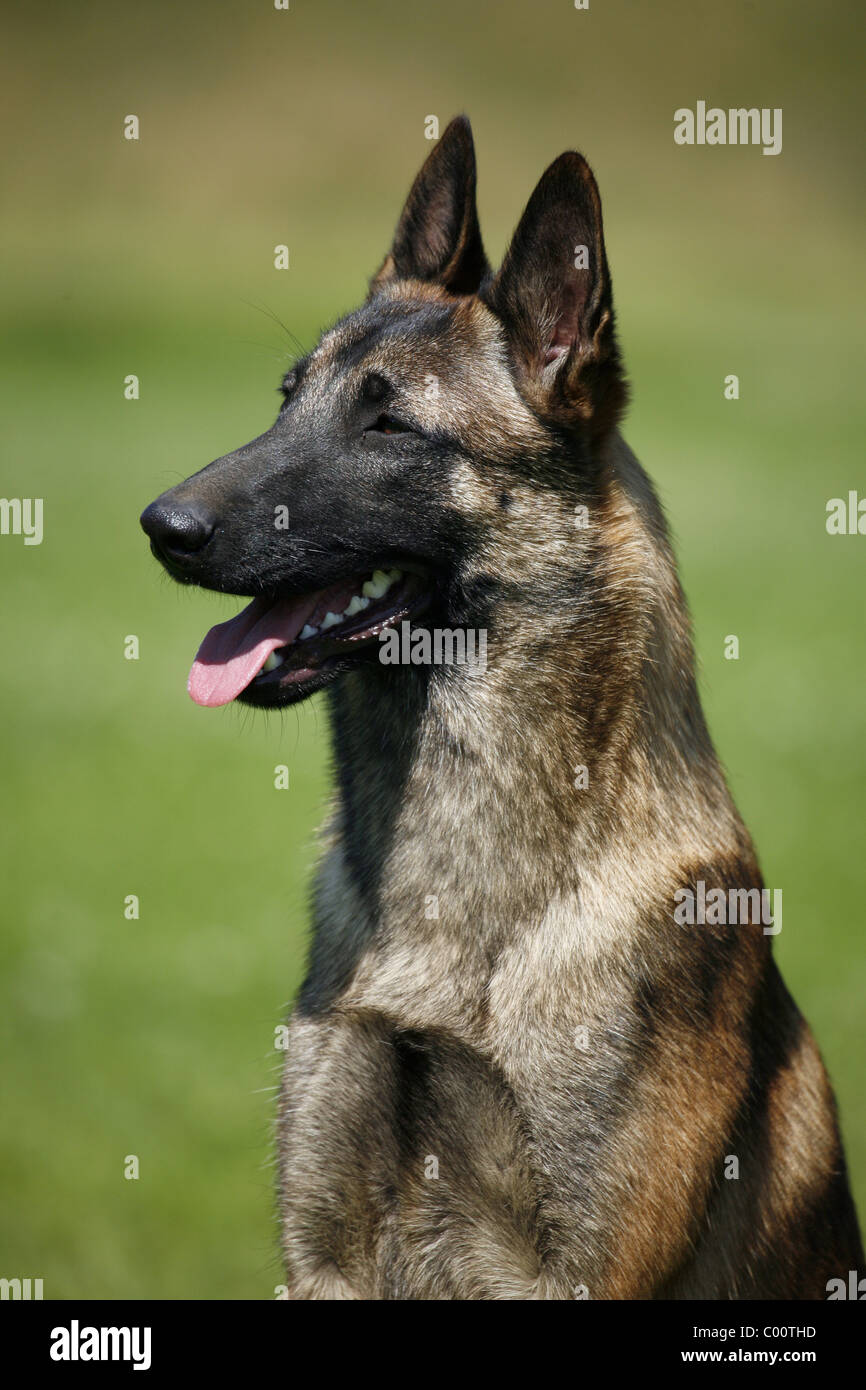 Berger belge malinois hi-res stock photography and images - Alamy