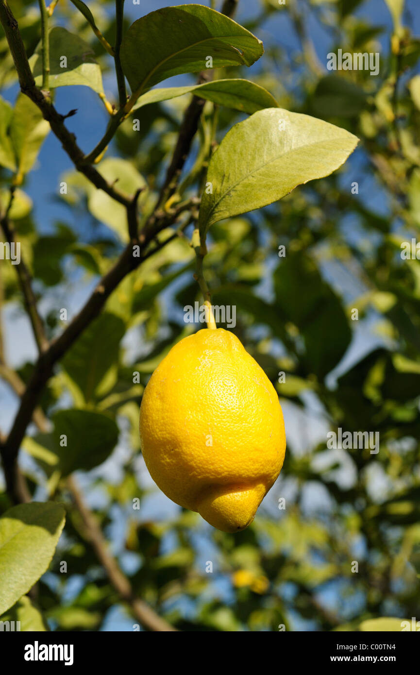 Lemon tree citrus fruit vitamin C yellow Stock Photo