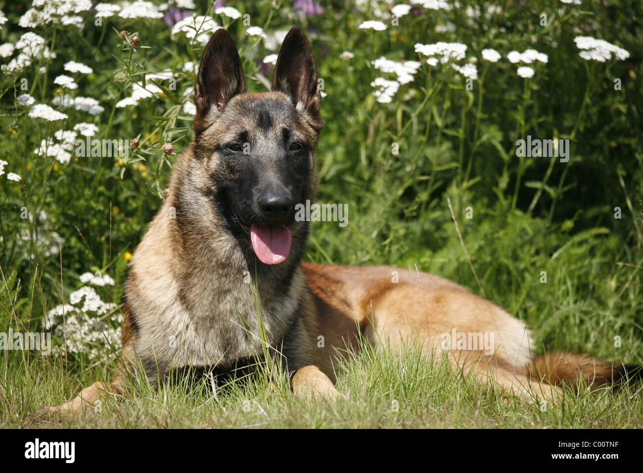 Malinoi belge hi-res stock photography and images - Alamy